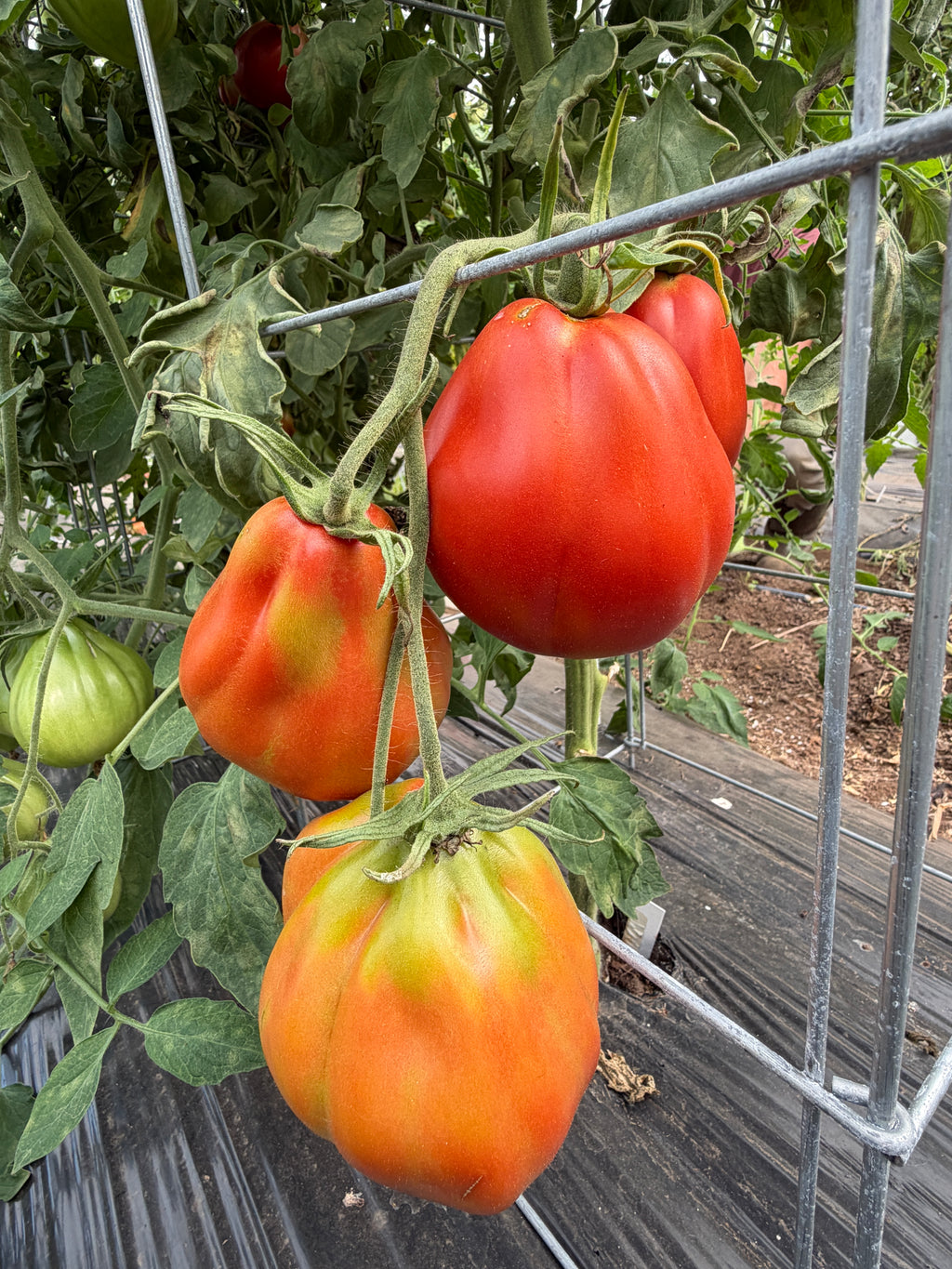 Belmonte Pear, Tomato