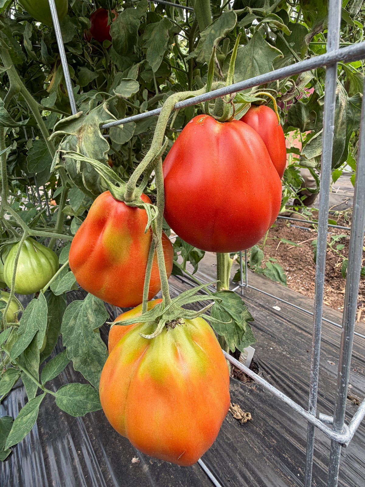 Belmonte Pear, Tomato