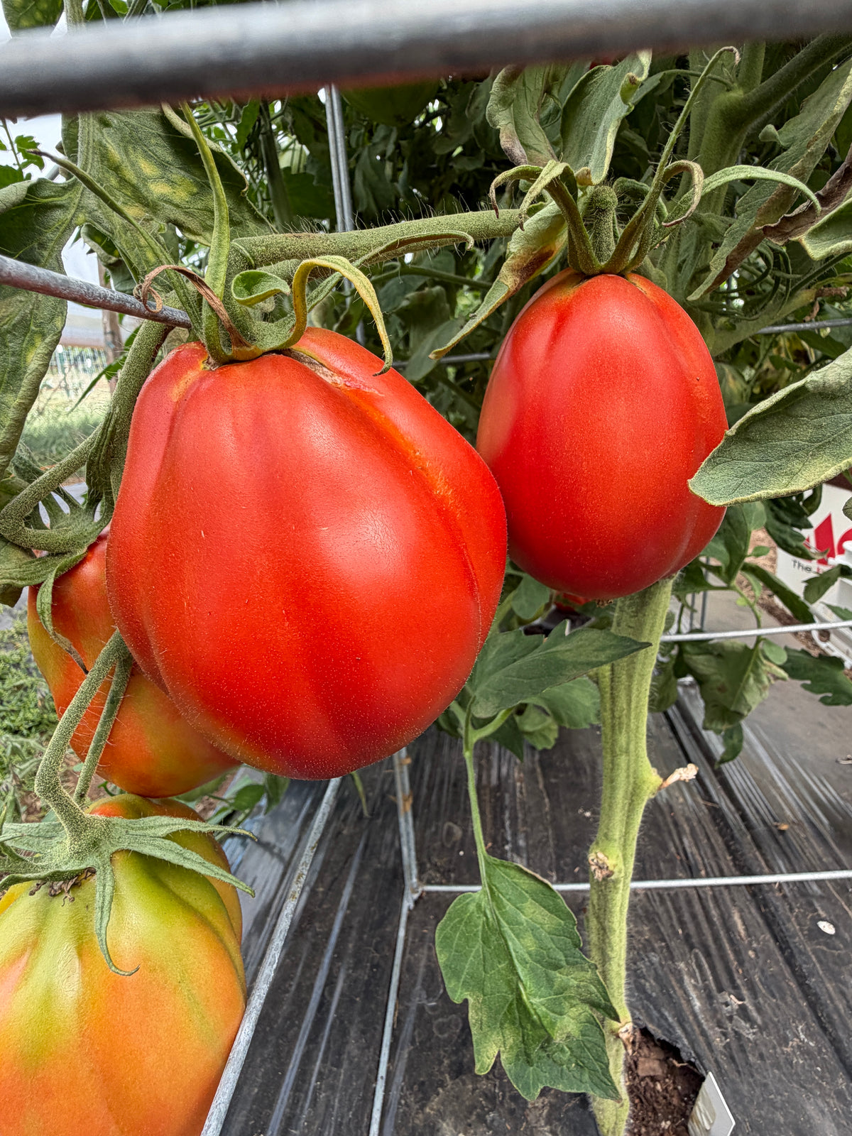Belmonte Pear, Tomato