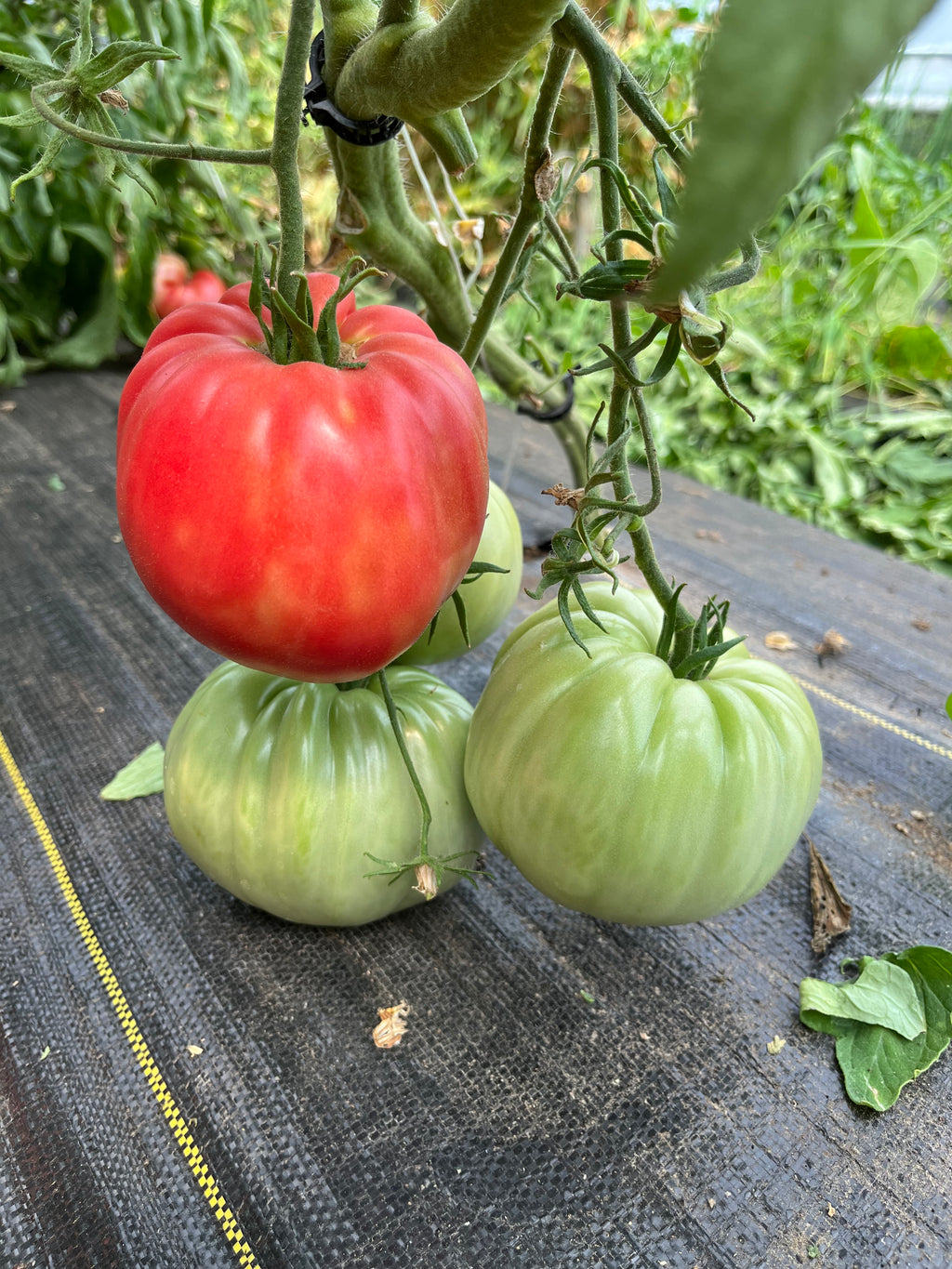 Bill Bean, Tomato