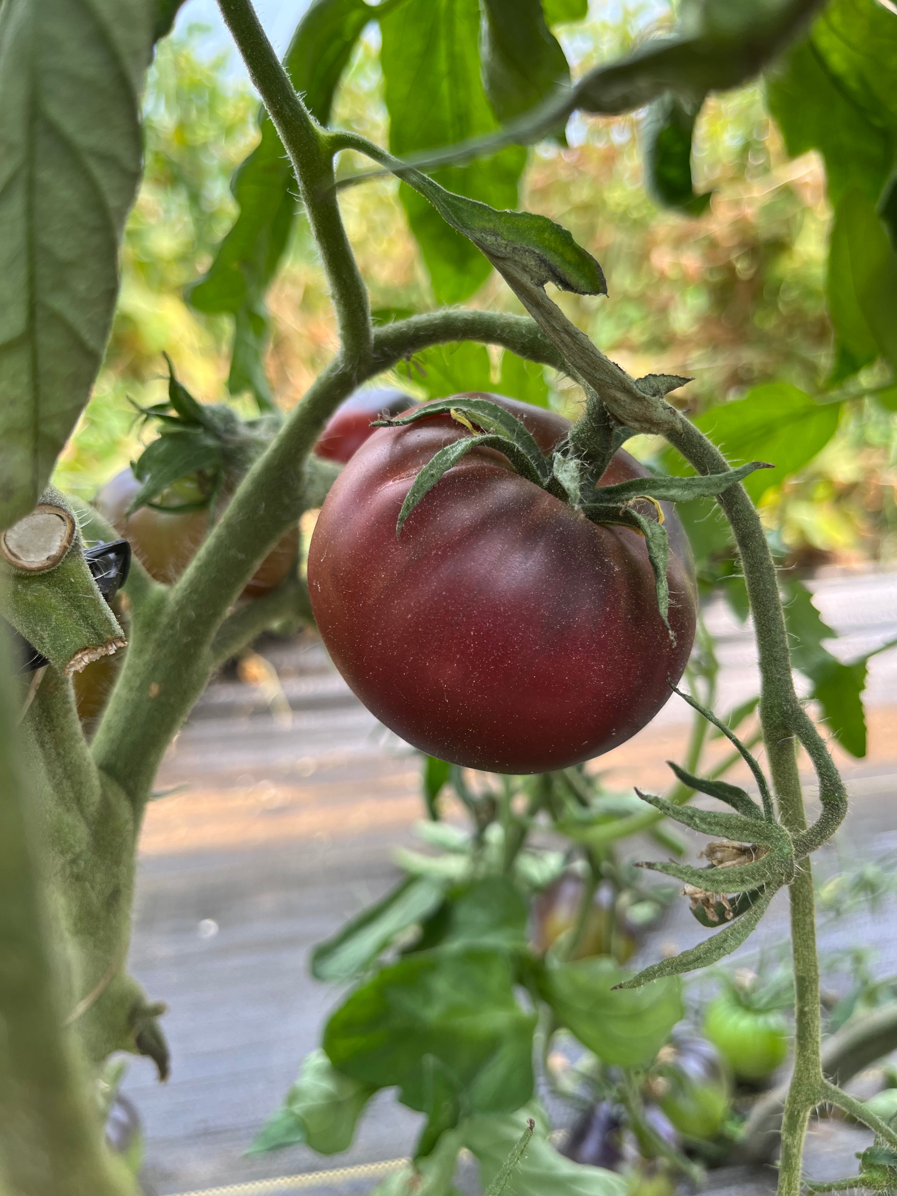 Black Beauty, Tomato
