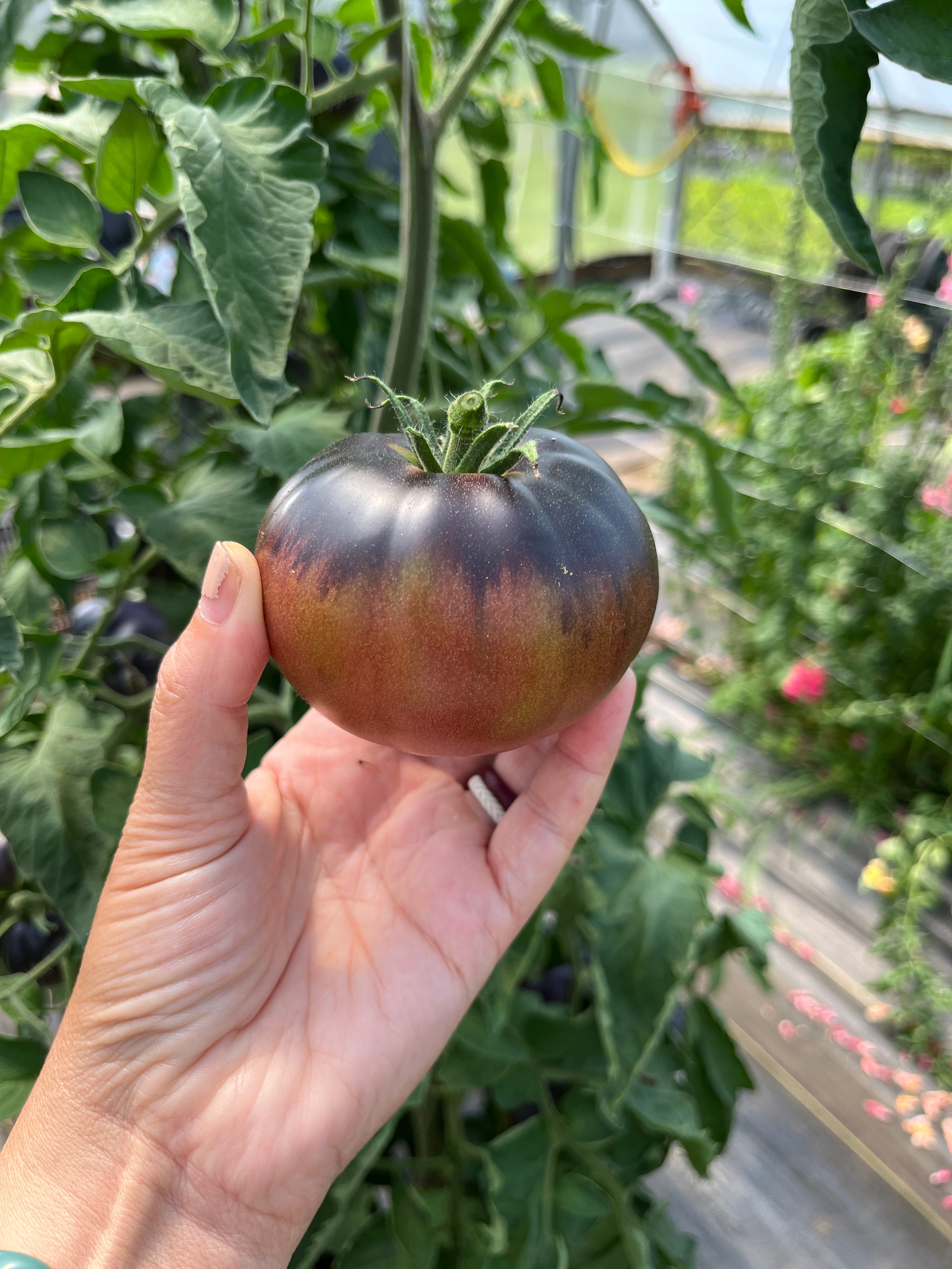 Black Beauty, Tomato