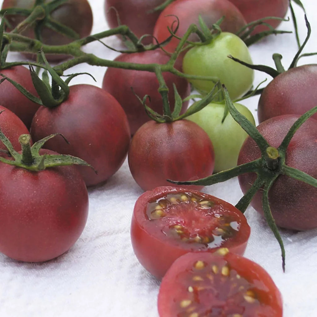 Black Cherry, Tomato