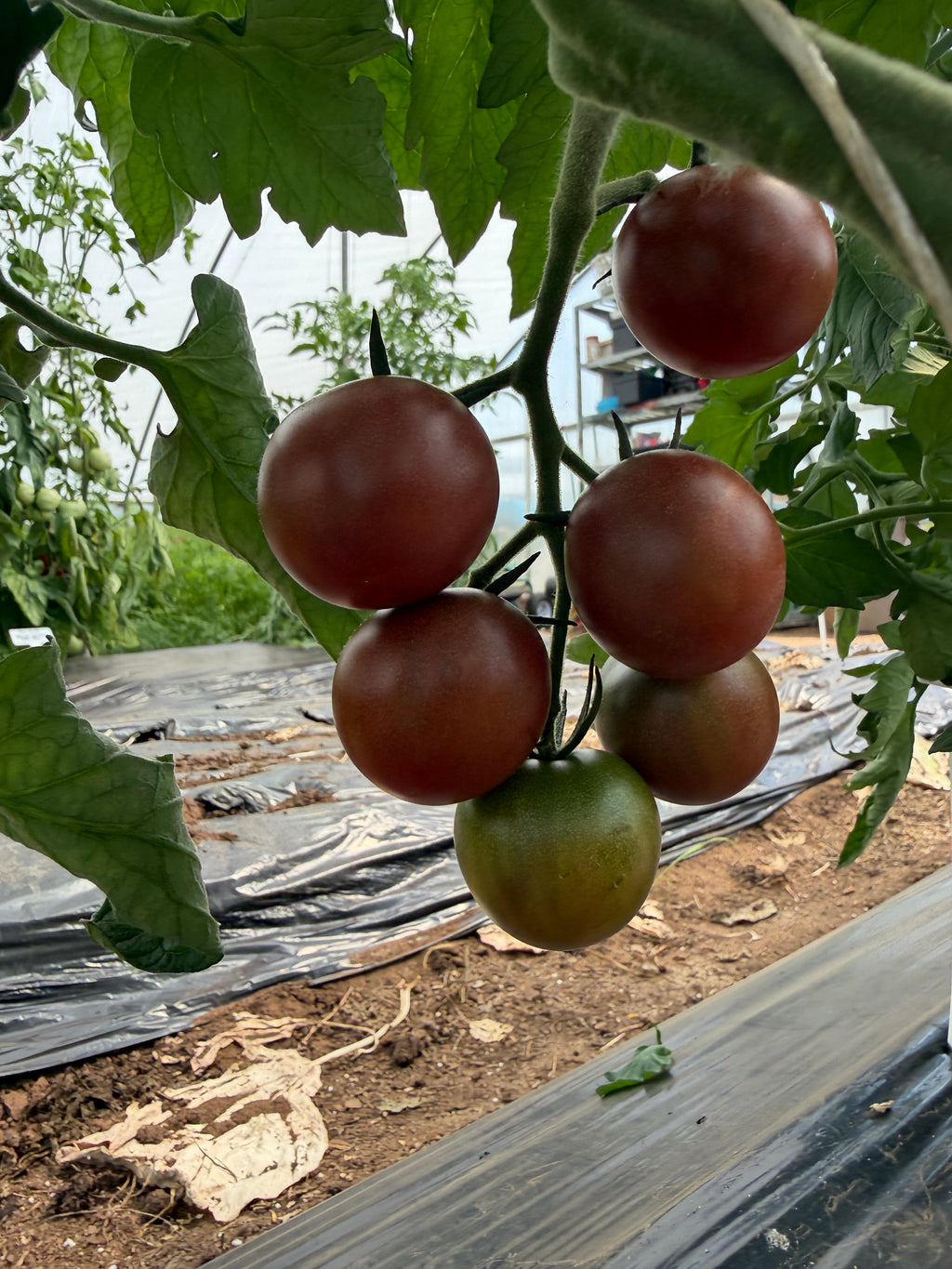 Black Cherry, Tomato