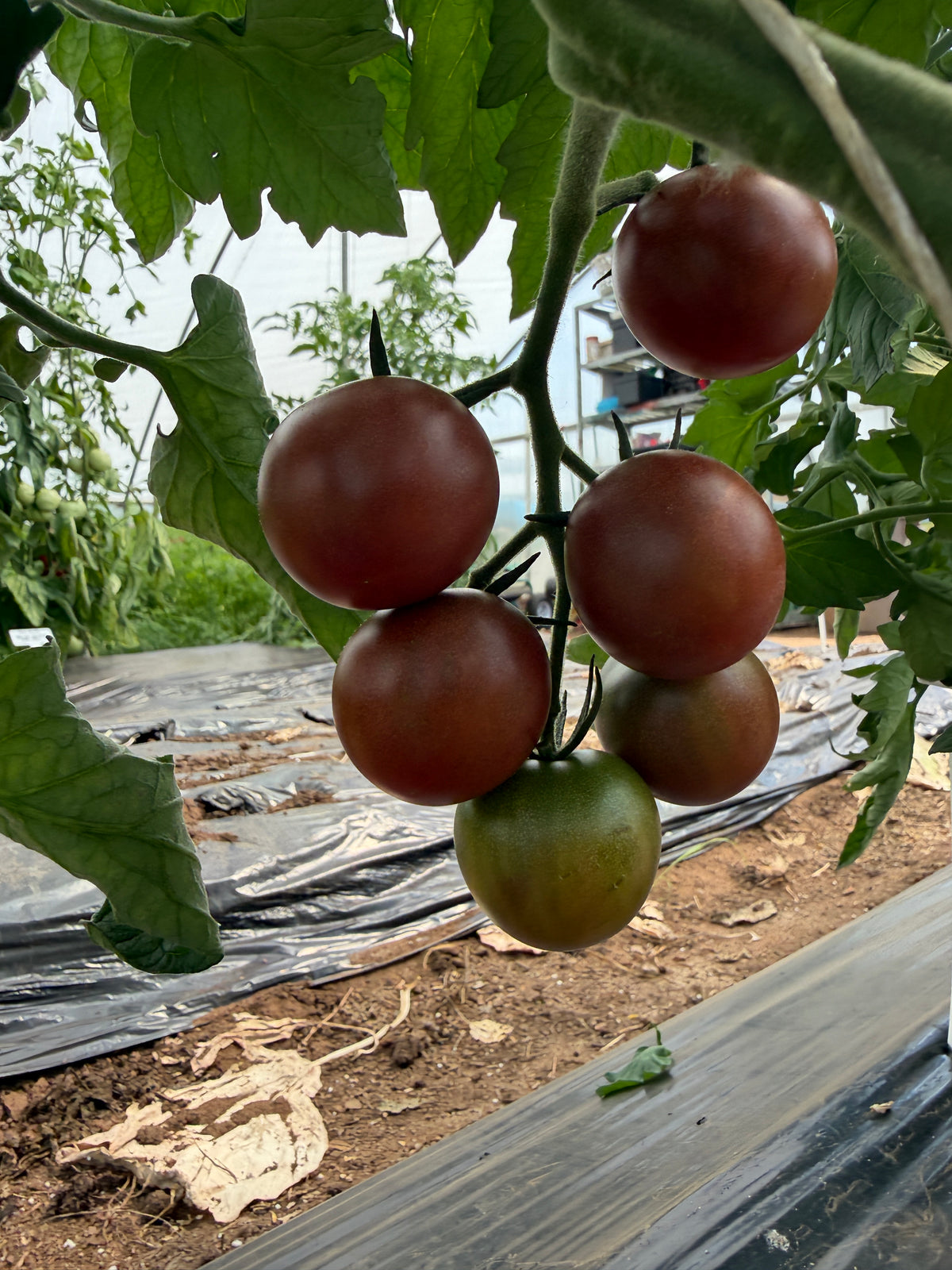 Black Cherry, Tomato