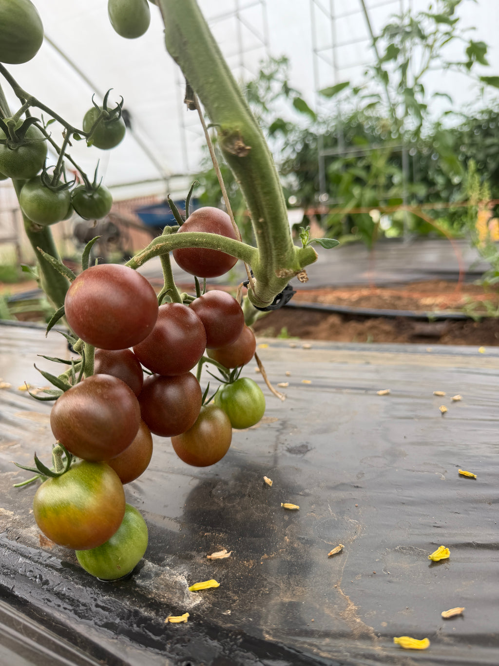 Black Cherry, Tomato