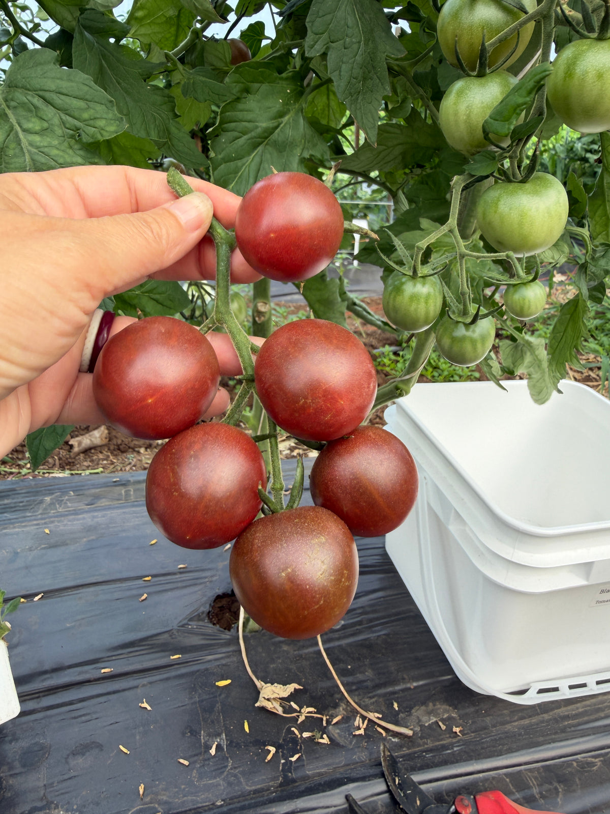 Black Cherry, Tomato
