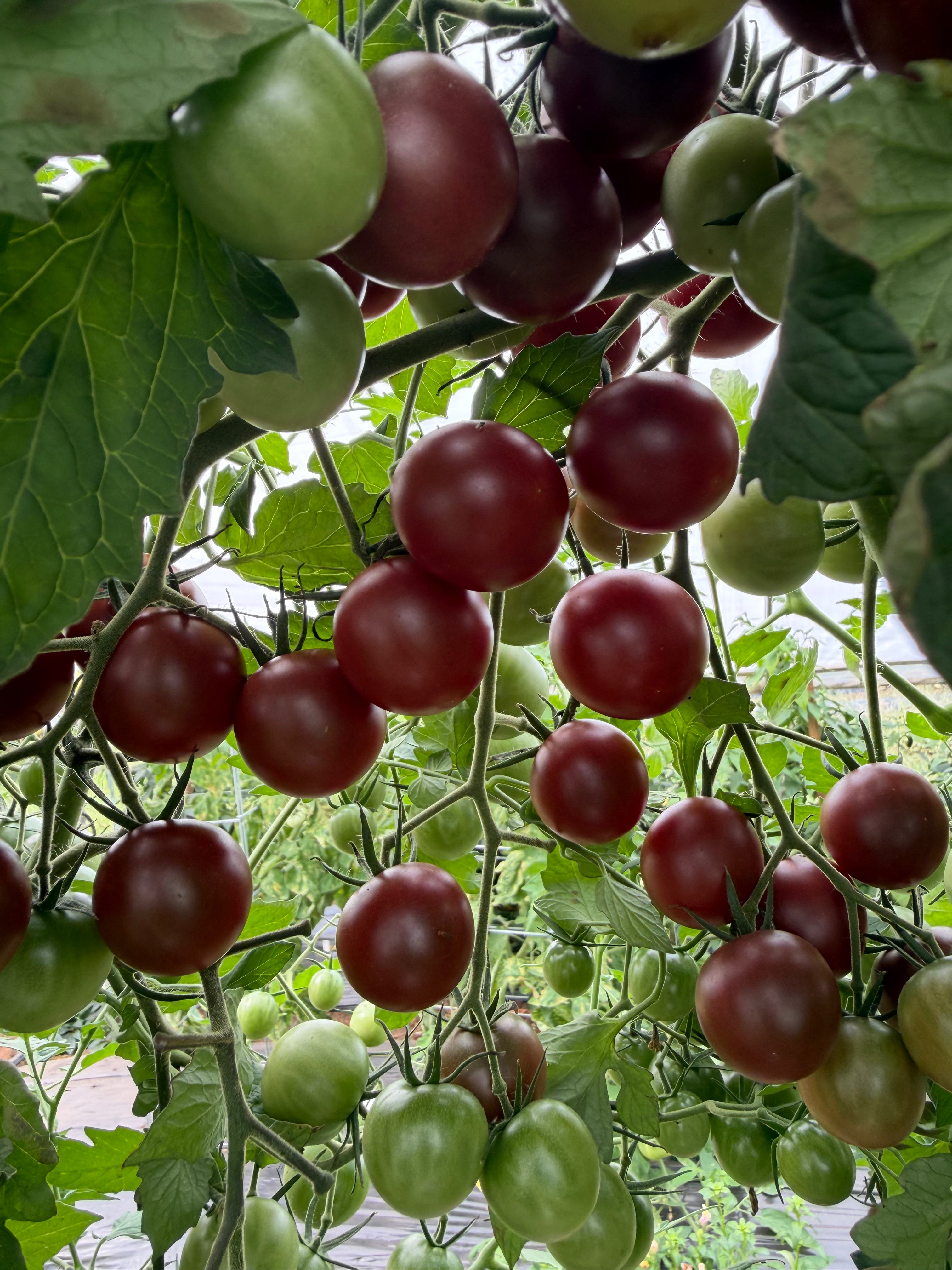 Black Cherry, Tomato