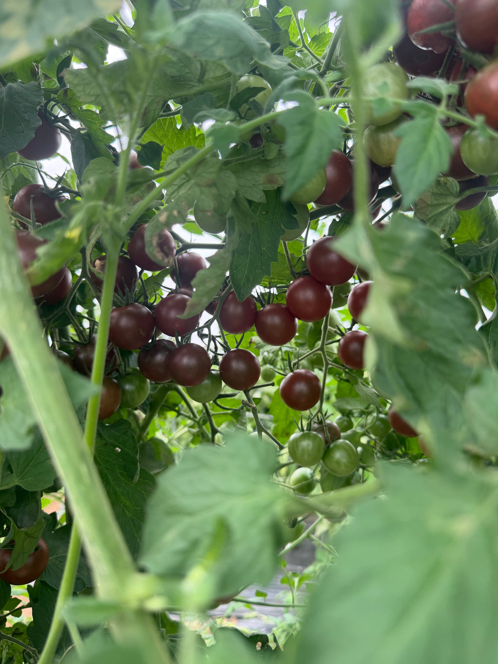 Black Cherry, Tomato