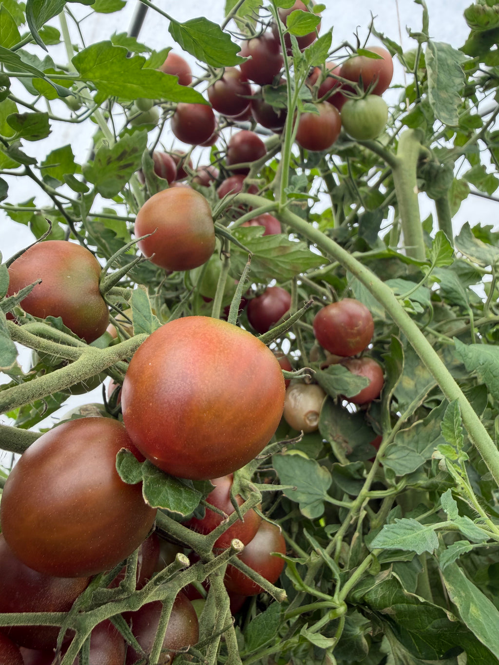 Black Cherry, Tomato