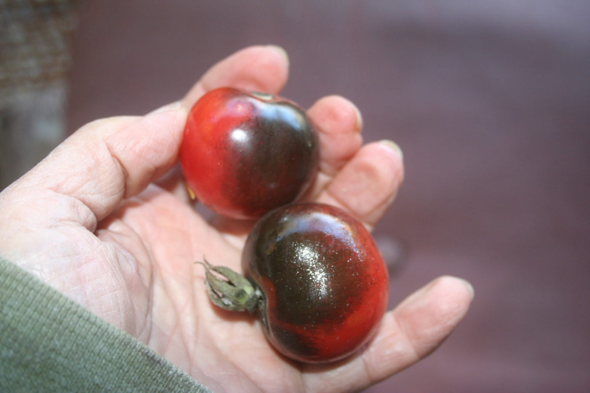 Black Strawberry, Tomato