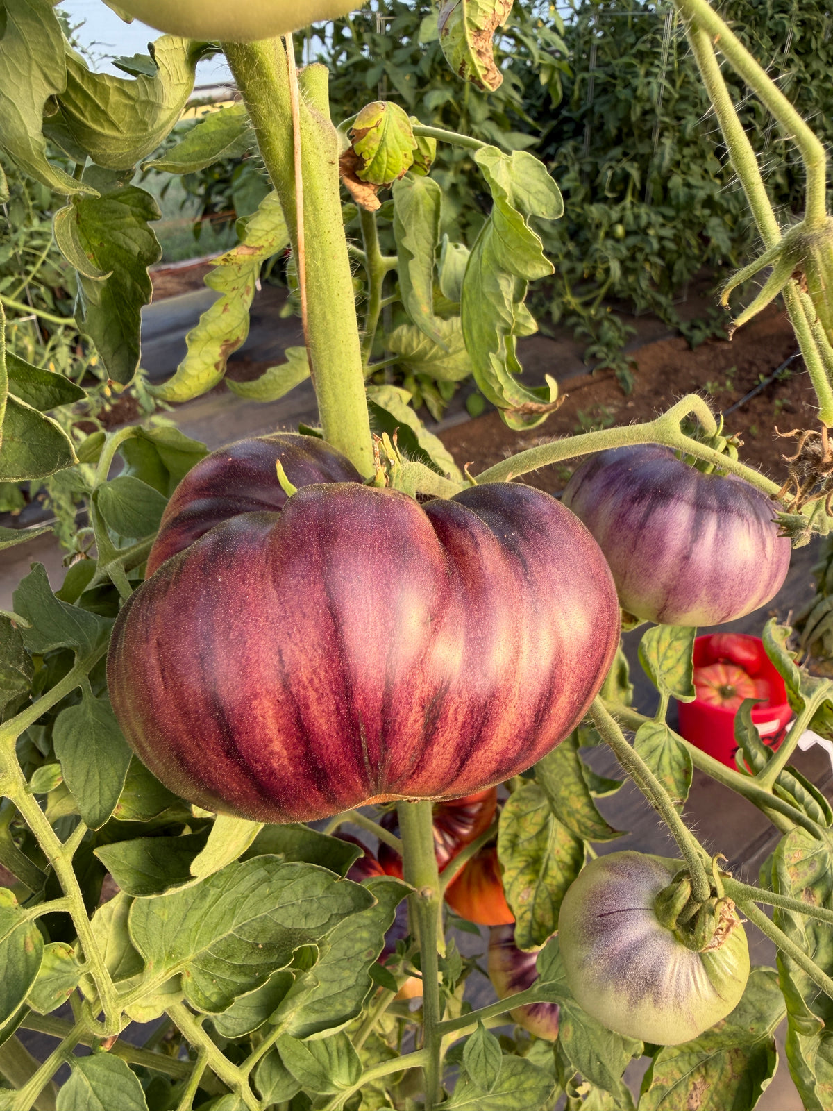 Blue Beauty, Tomato