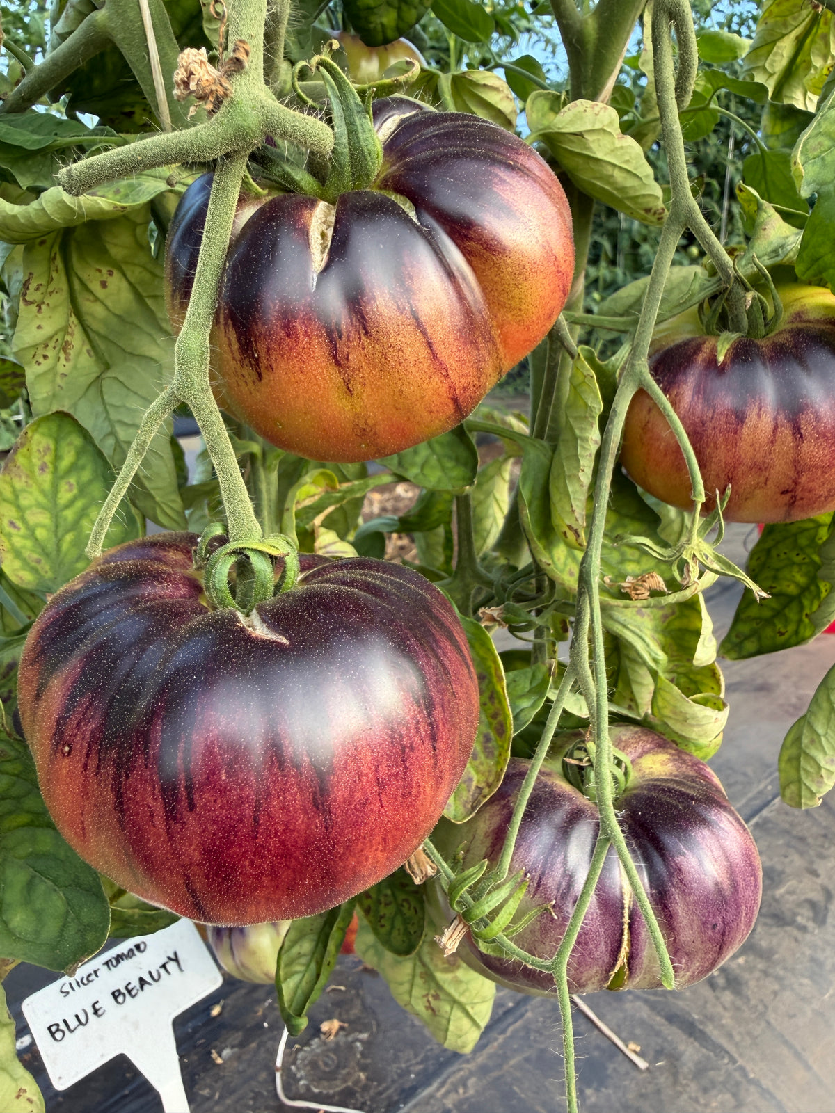 Blue Beauty, Tomato