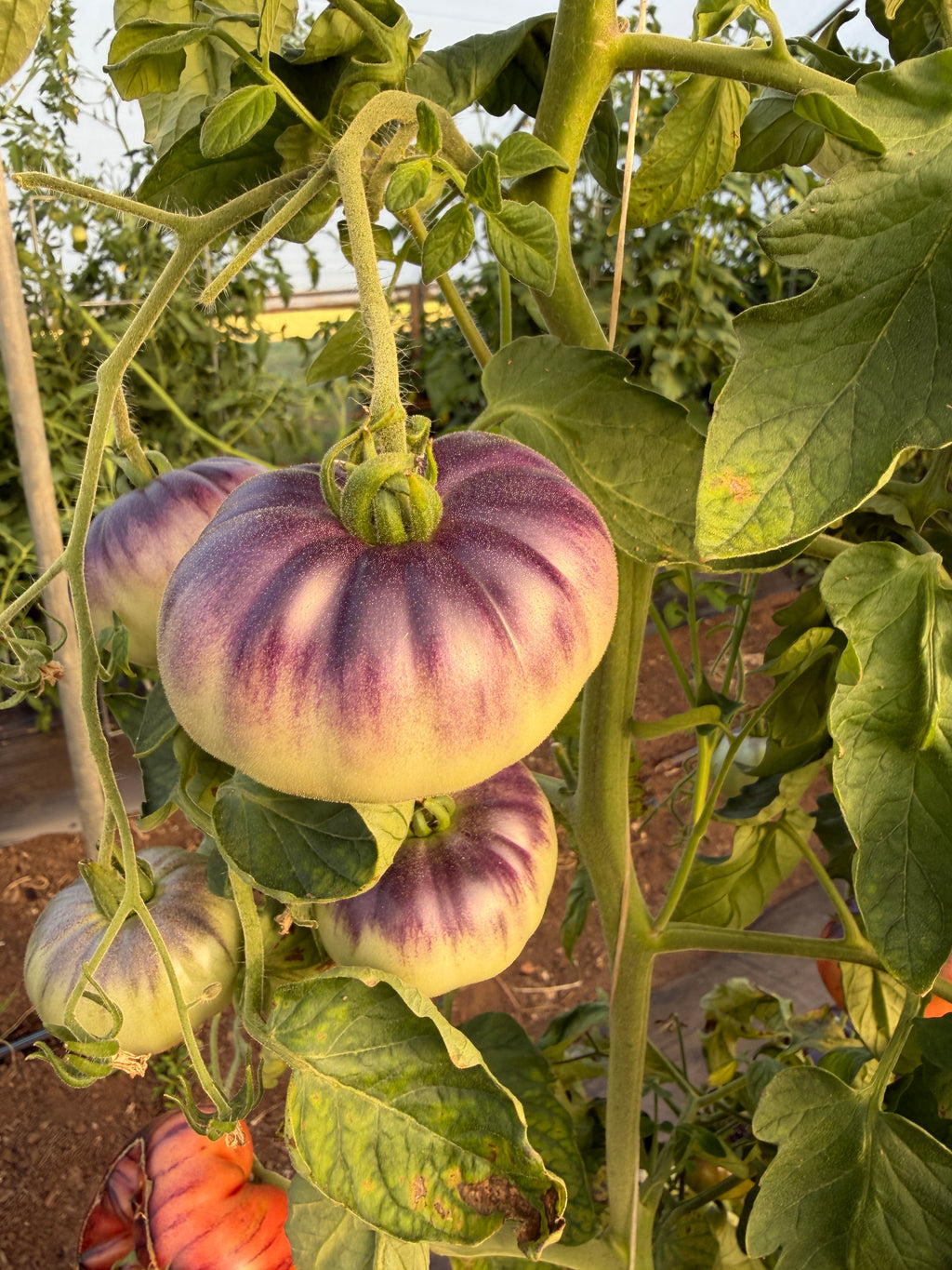 Blue Beauty, Tomato
