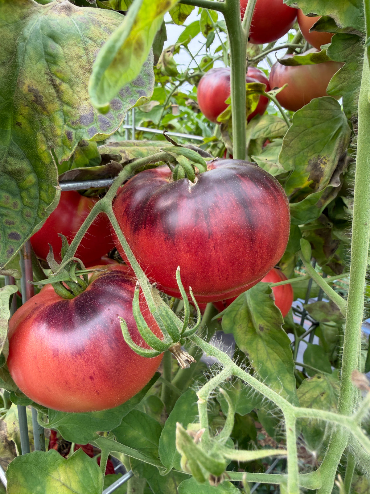 Blue Beauty, Tomato