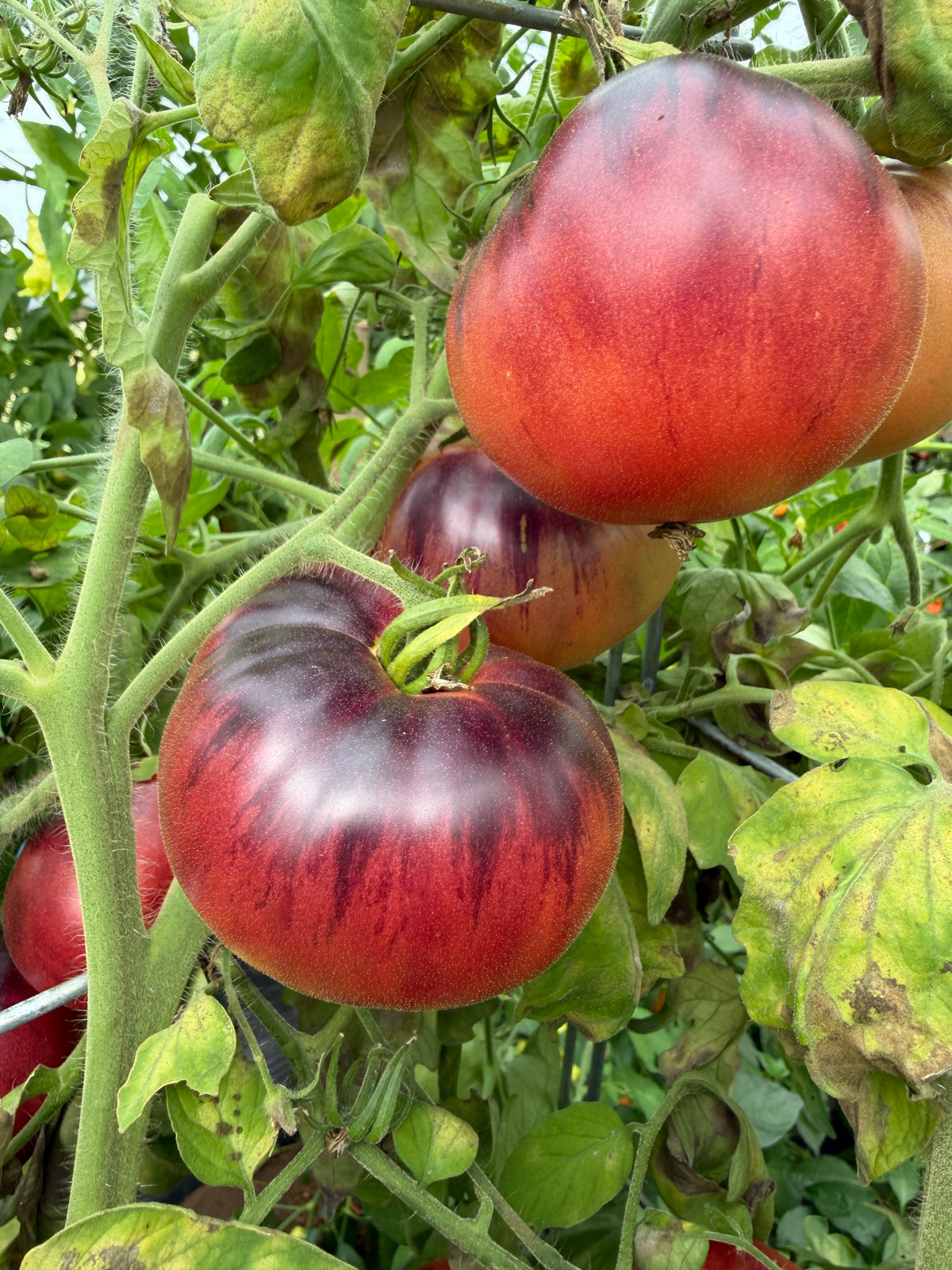Blue Beauty, Tomato