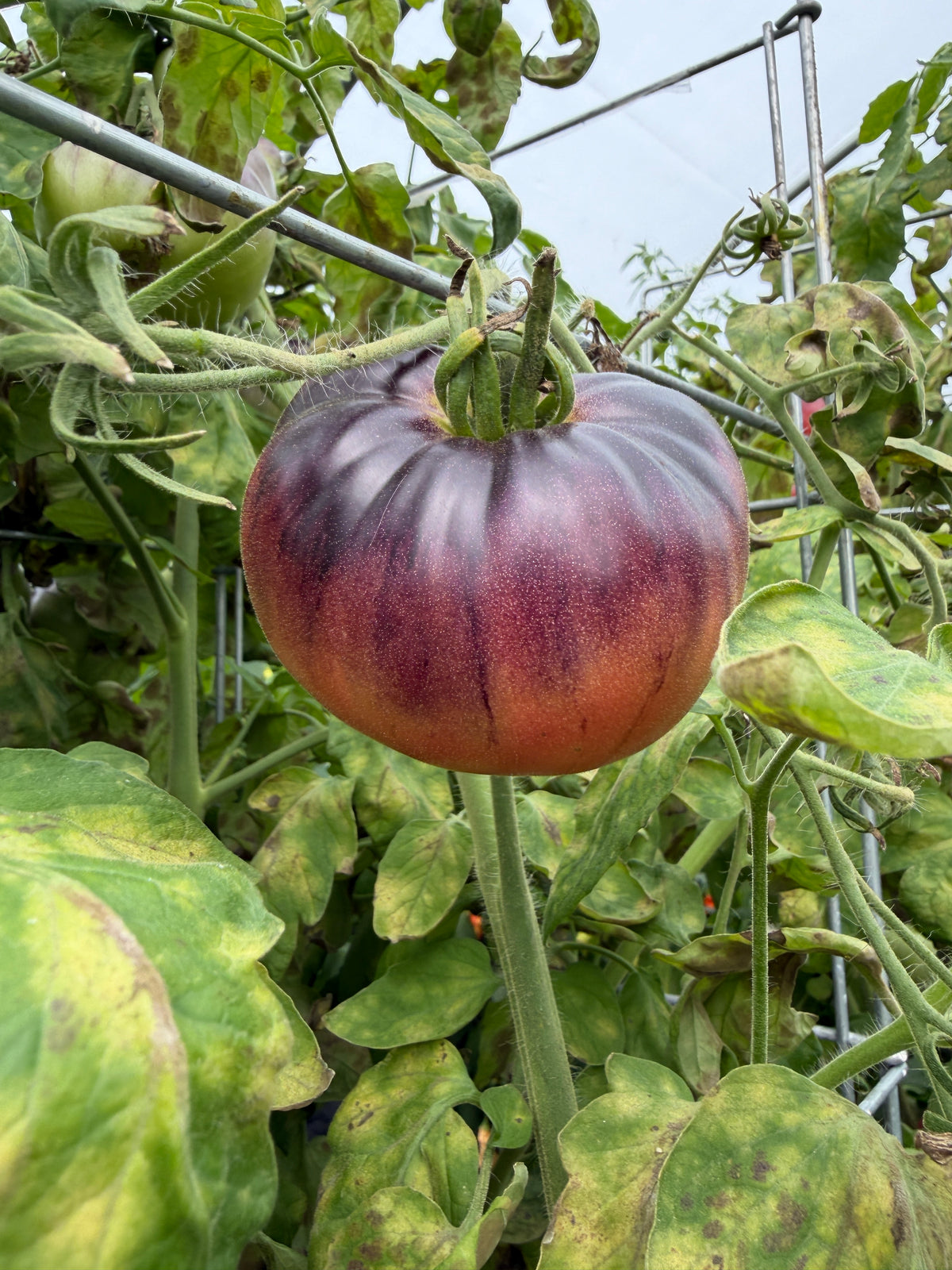 Blue Beauty, Tomato