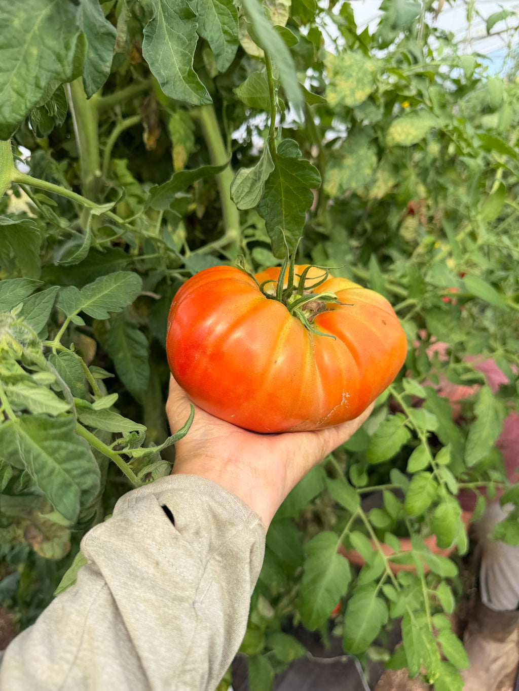 Box Car Willie, Tomato