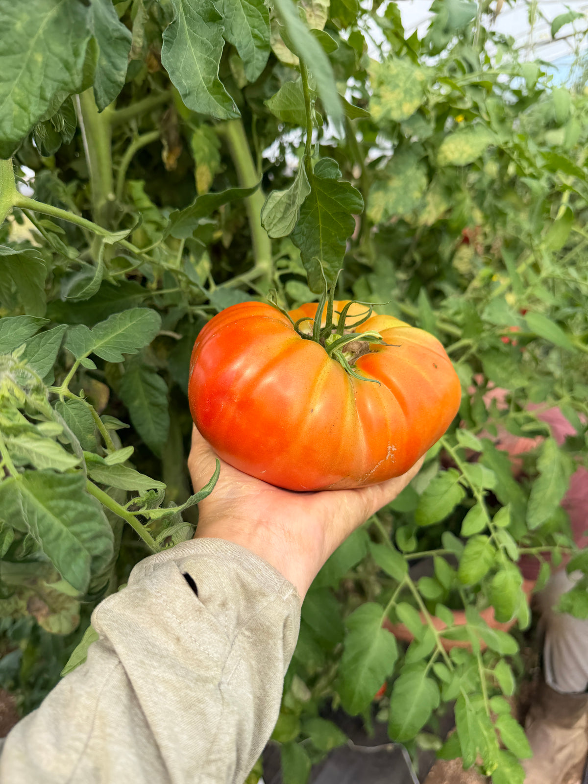 Box Car Willie, Tomato