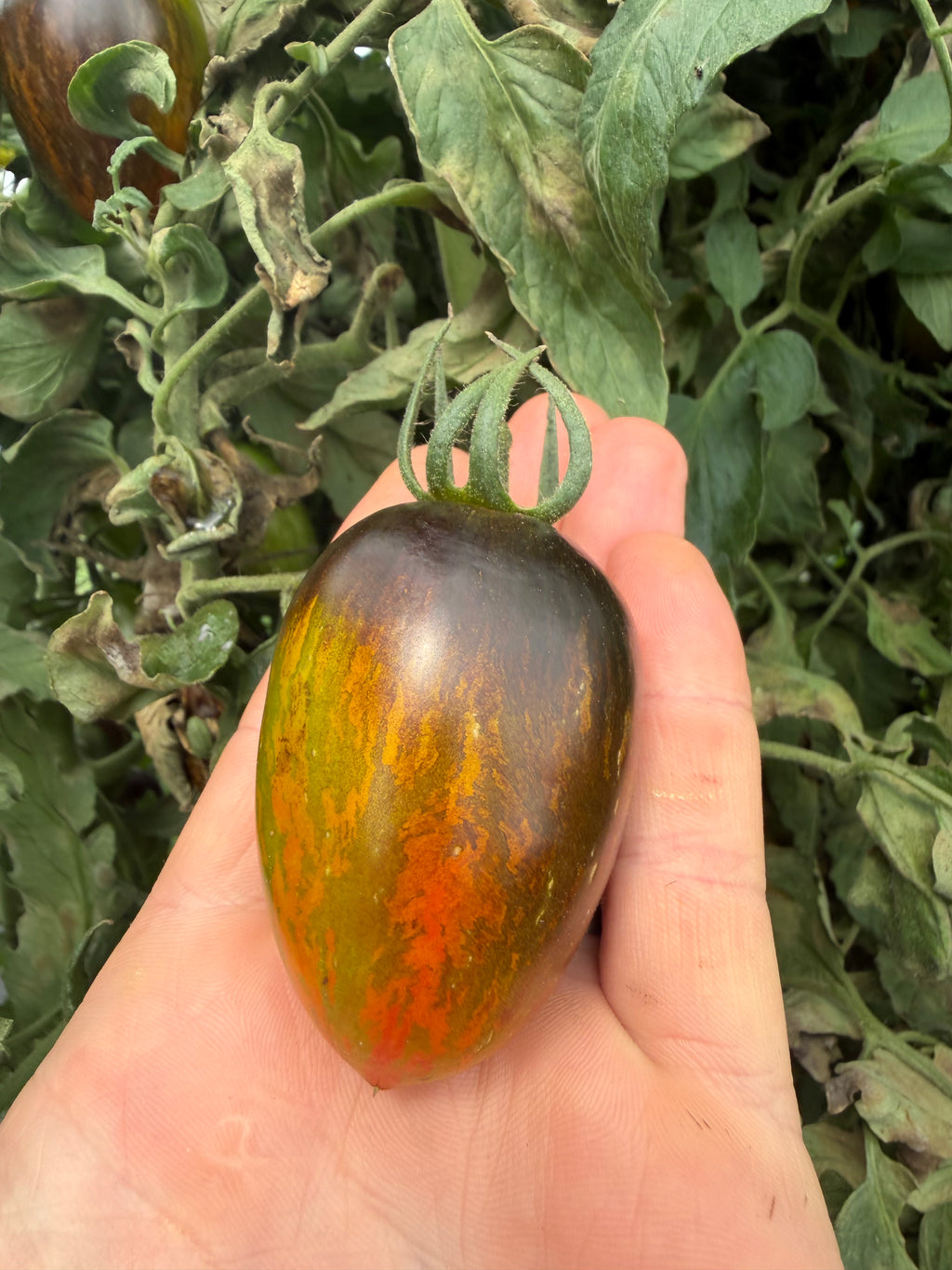 Brad's Atomic Grape, Tomato