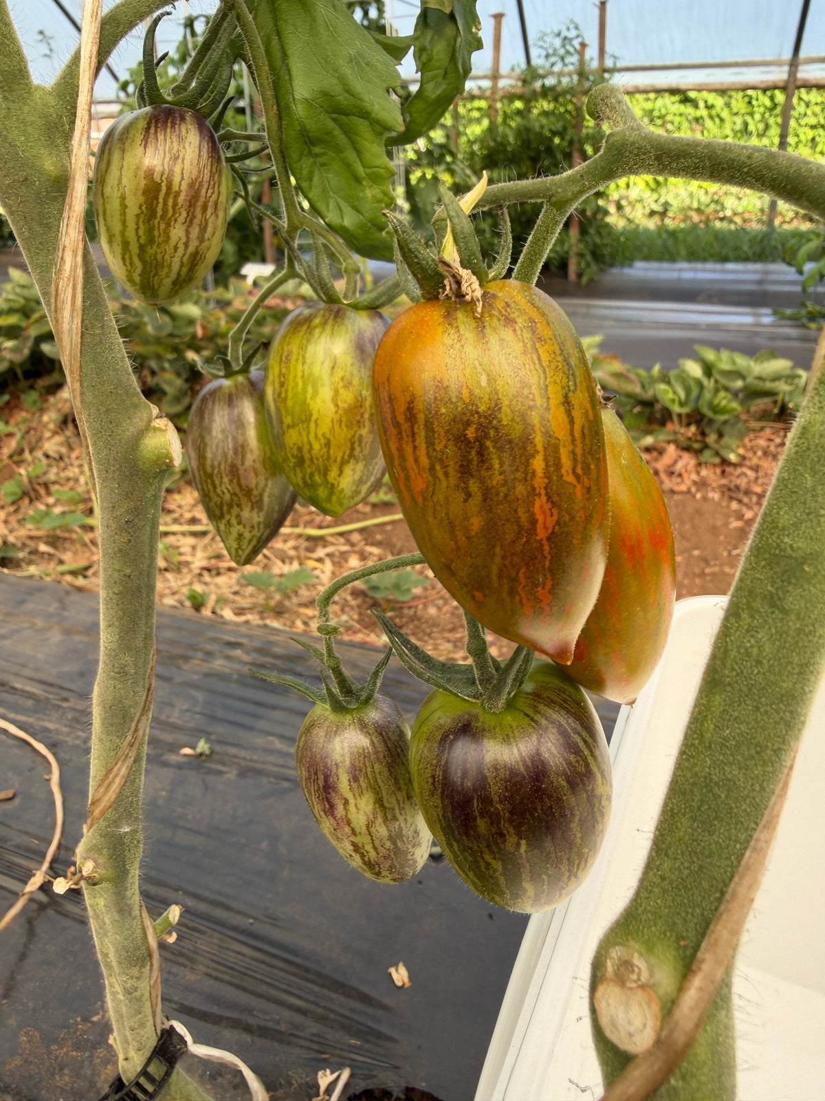 Brad's Atomic Grape, Tomato