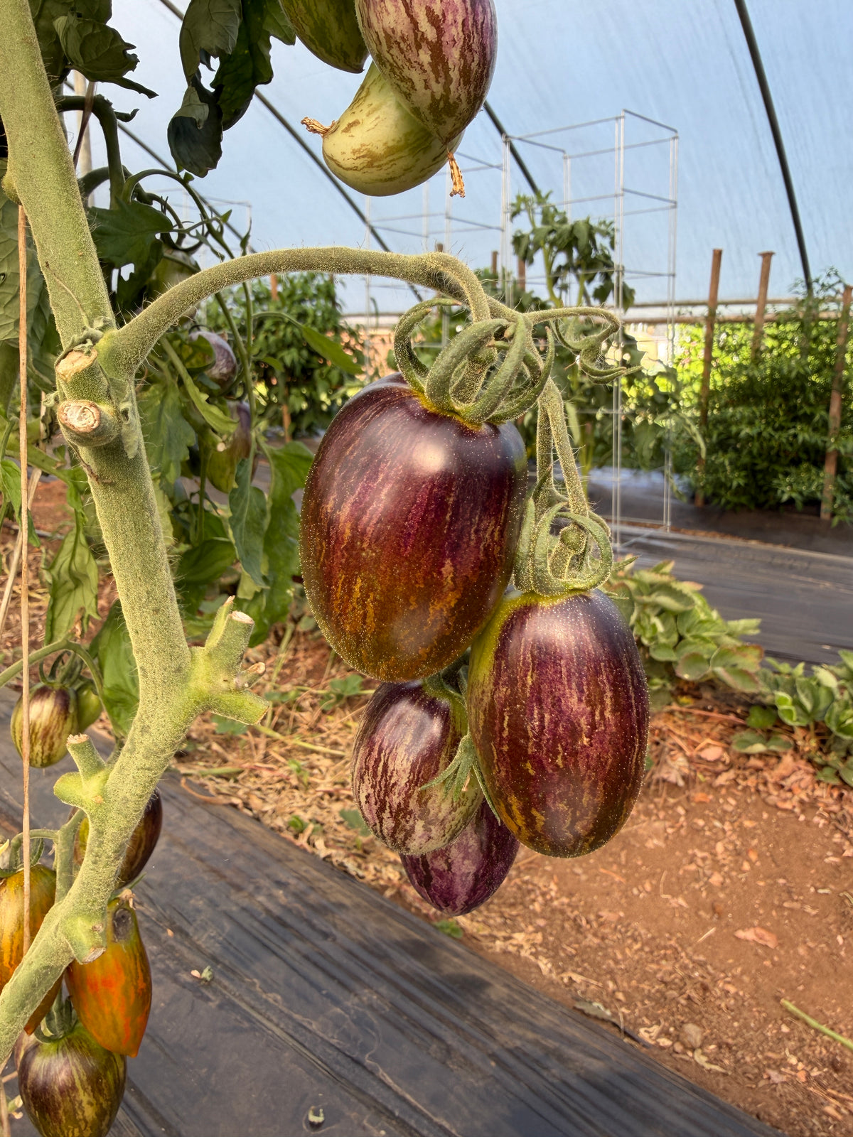 Brad's Atomic Grape, Tomato