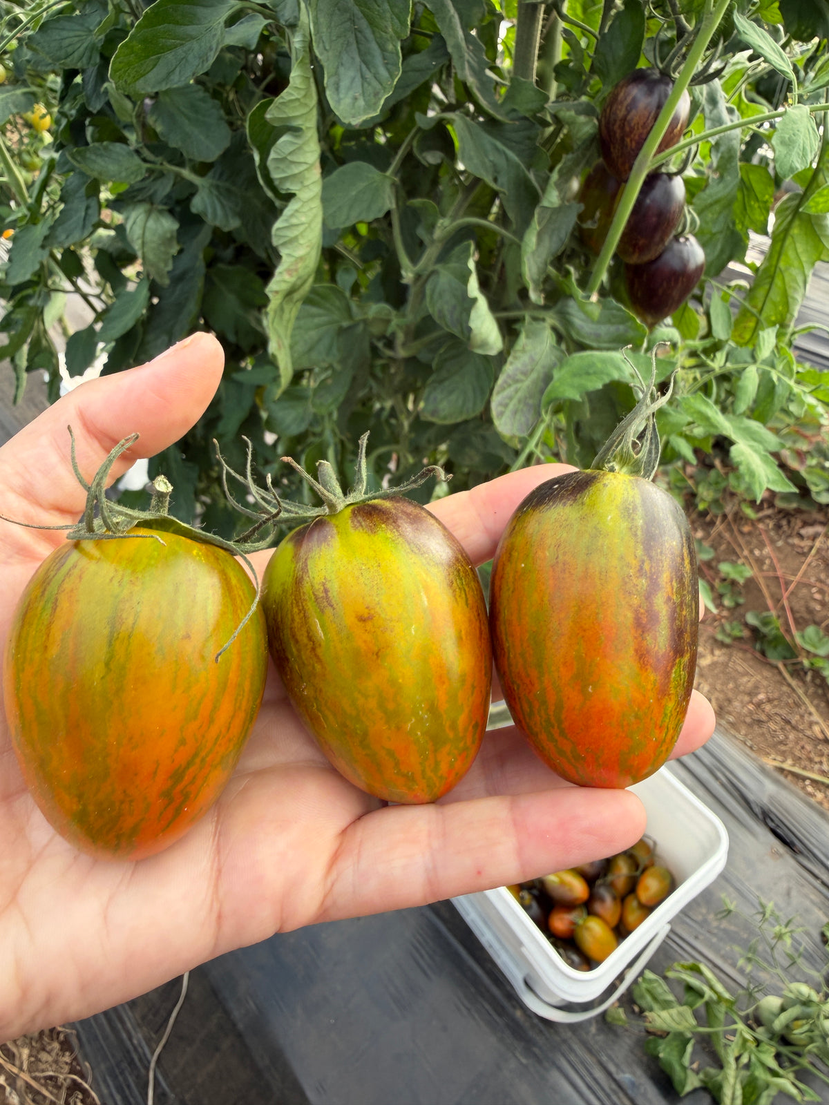 Brad's Atomic Grape, Tomato