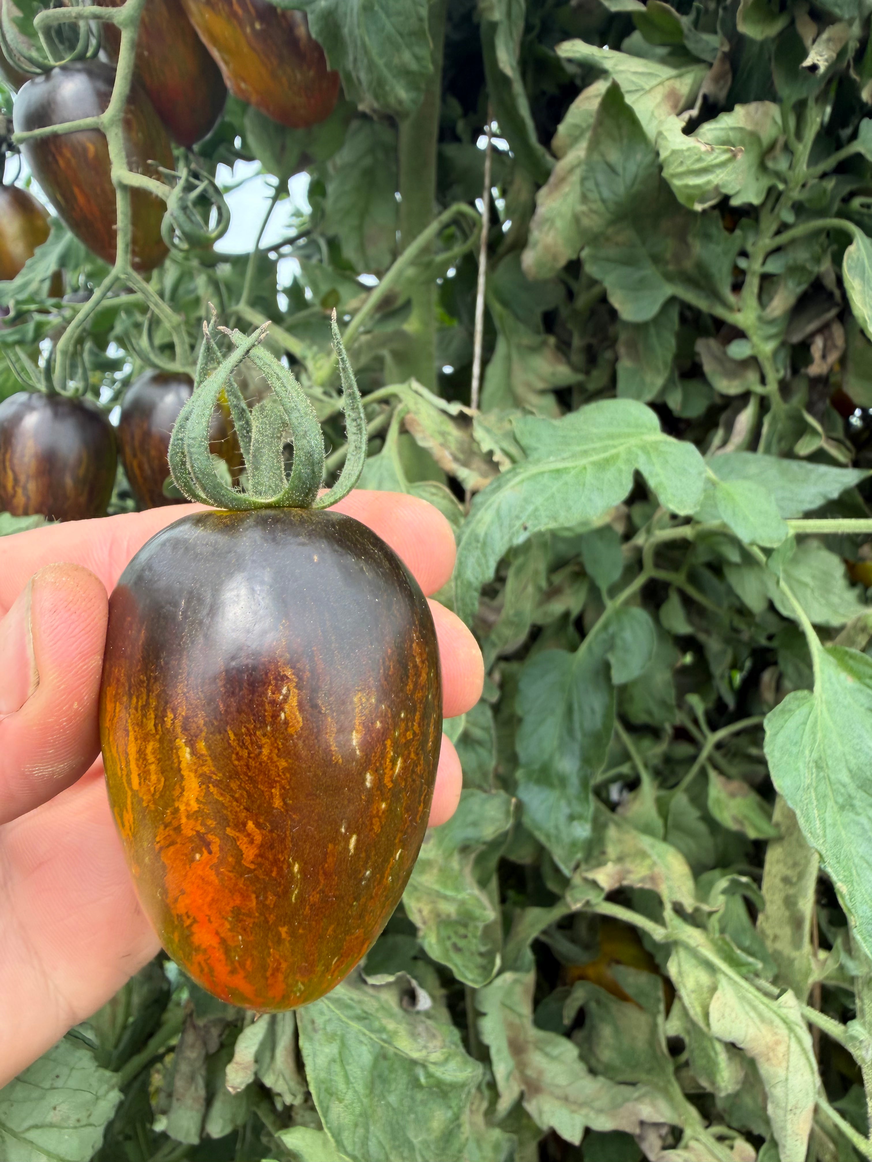 Brad's Atomic Grape, Tomato