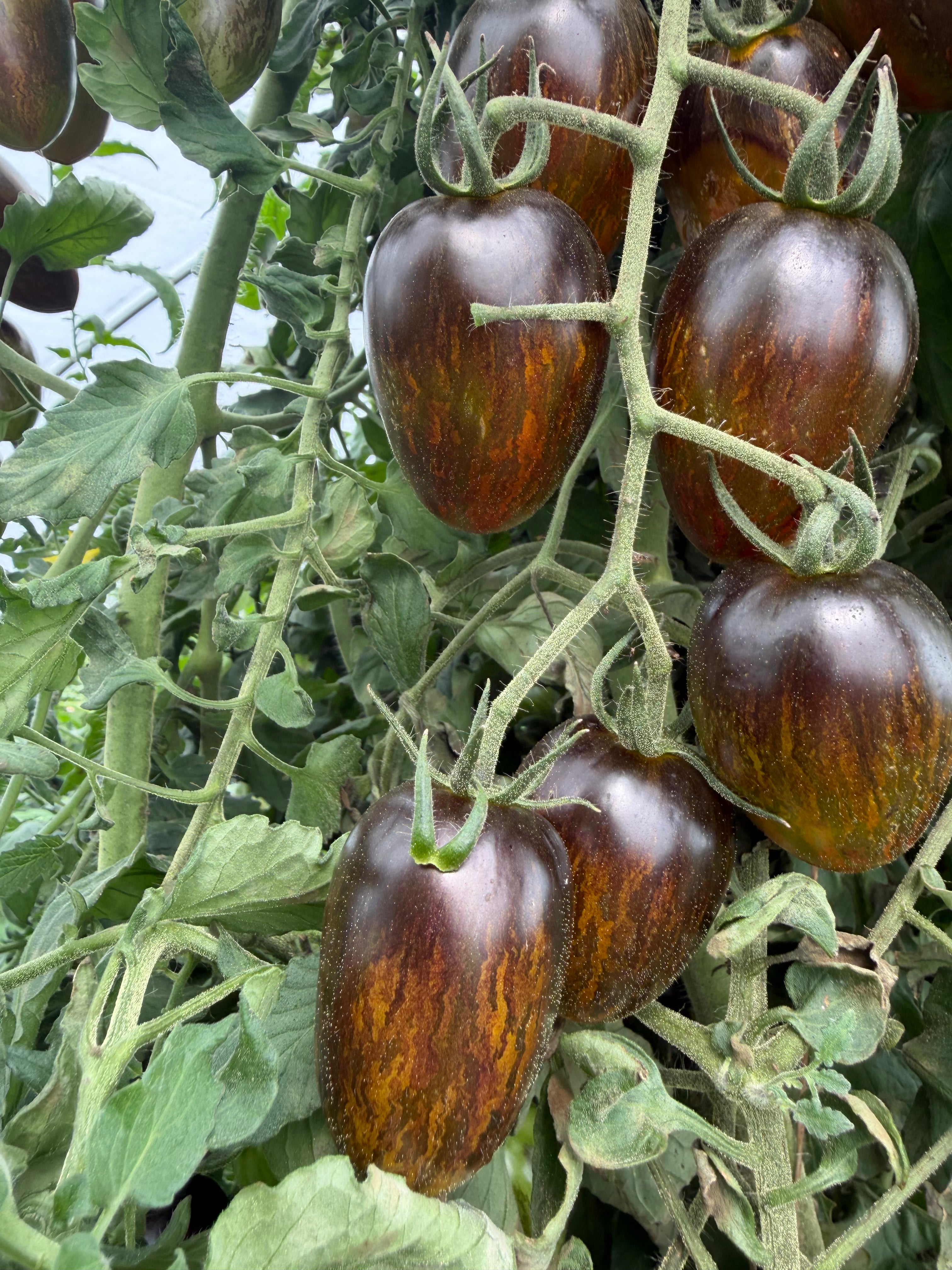 Brad's Atomic Grape, Tomato