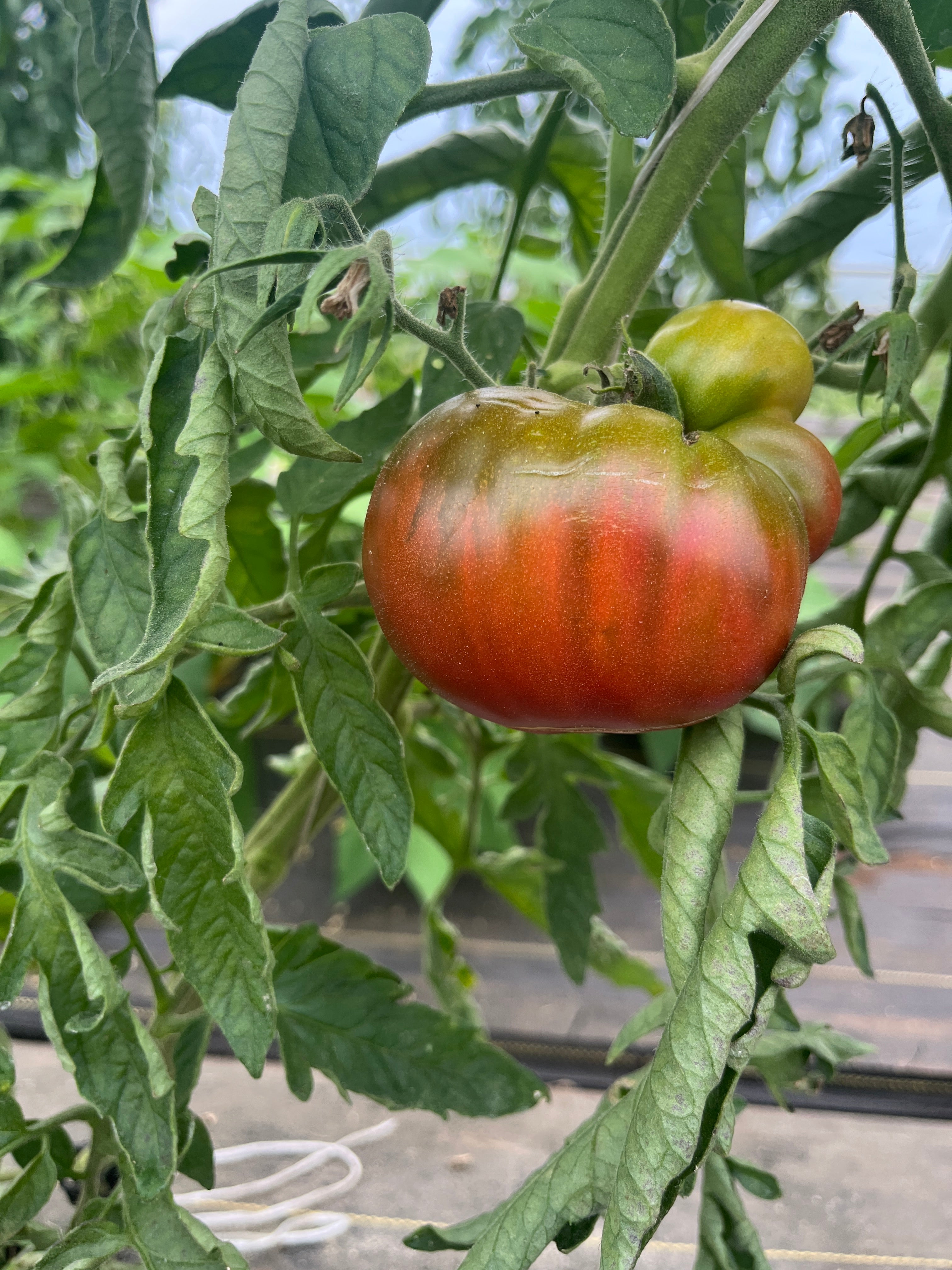 Cherokee Purple, Tomato