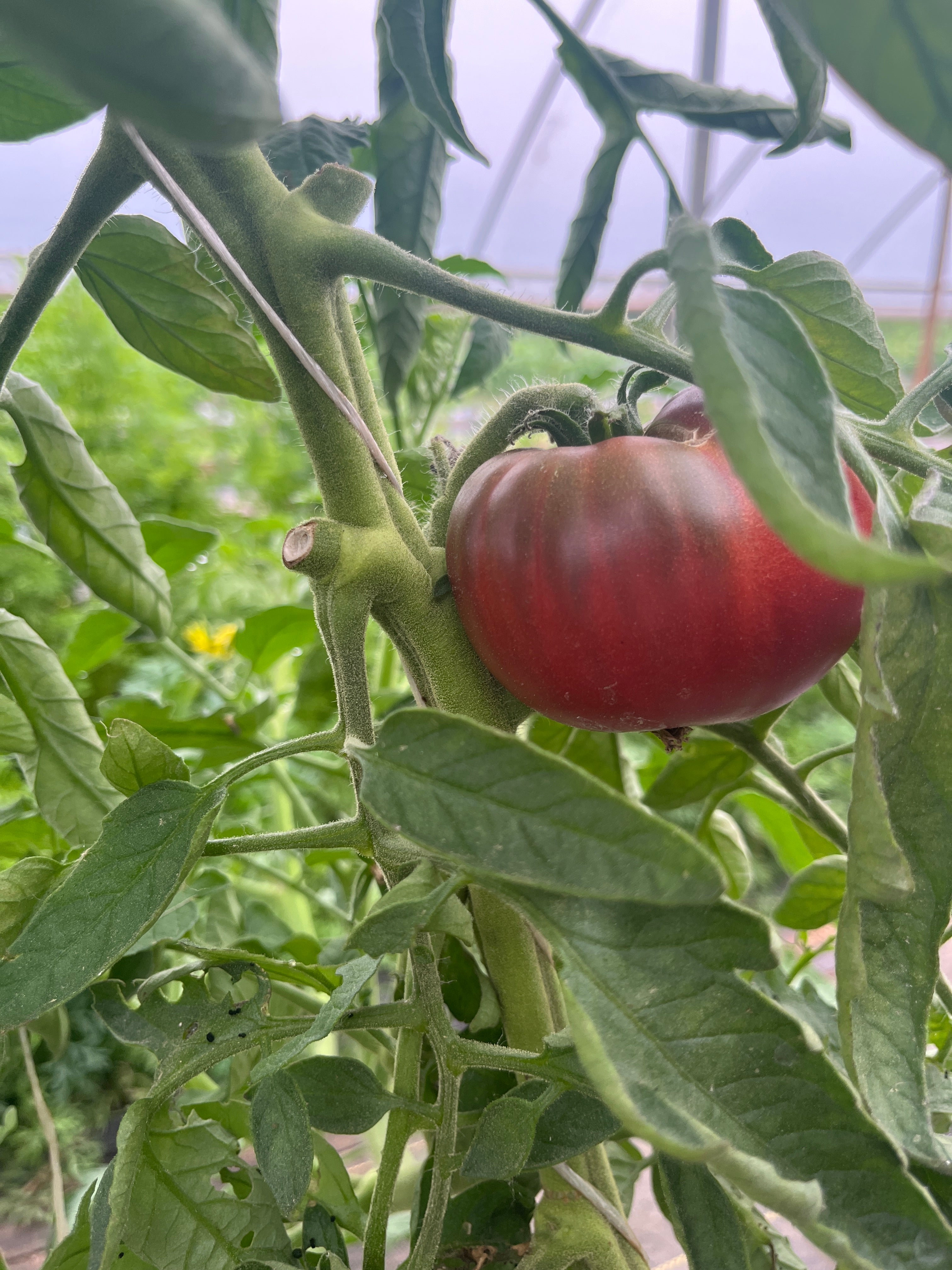 Cherokee Purple, Tomato