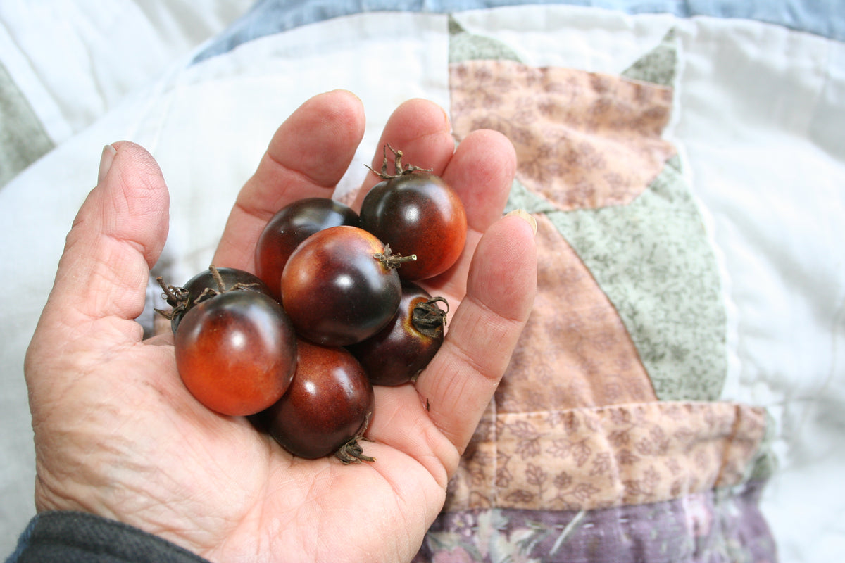 Clackamas Blueberry, Tomato