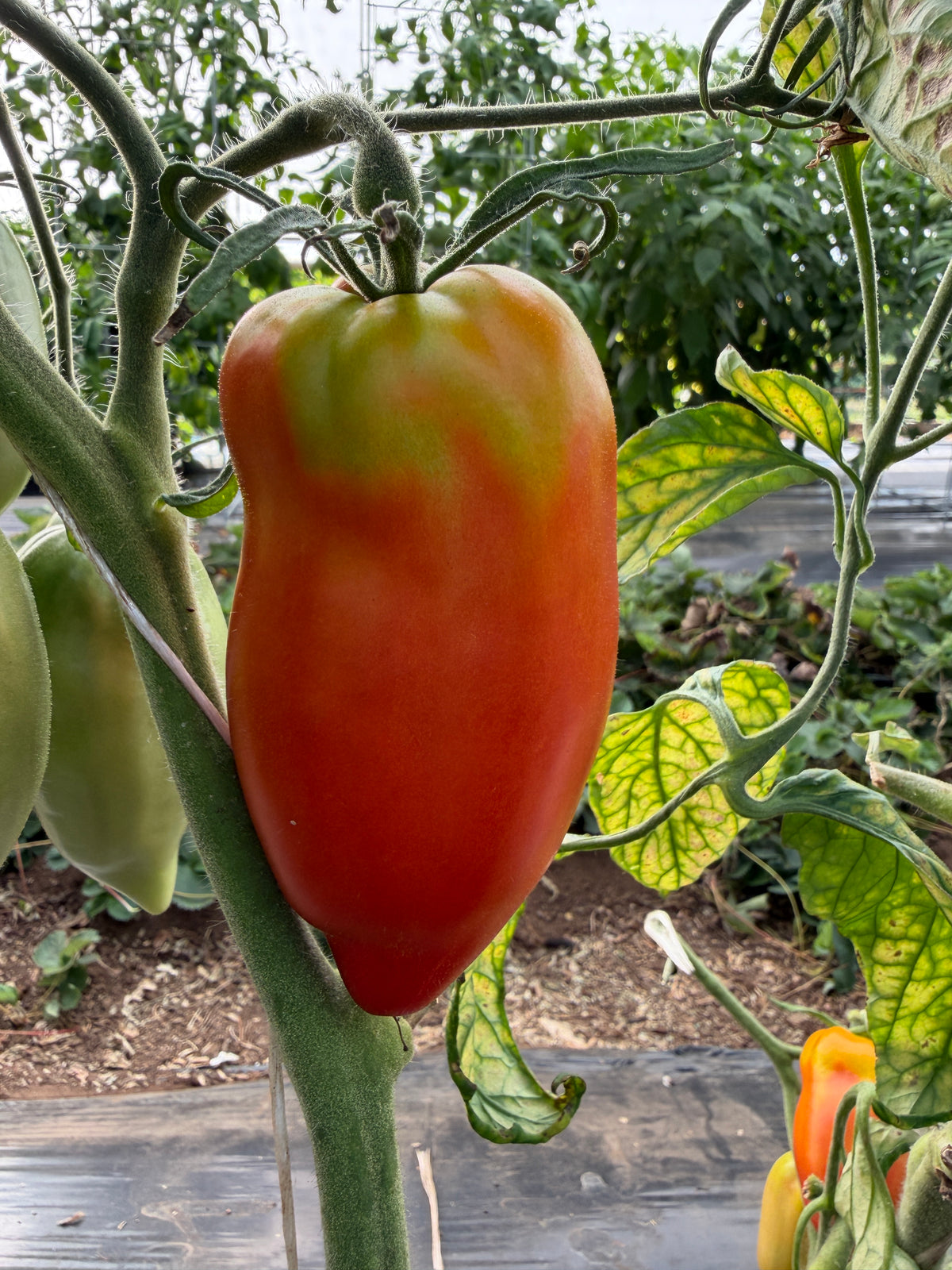 Cow's Tit, Tomato