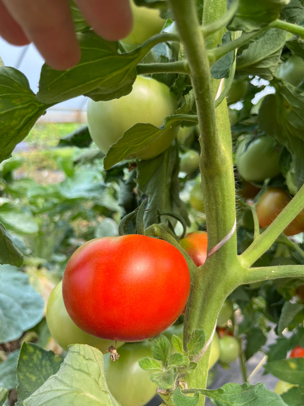 Creole, Tomato