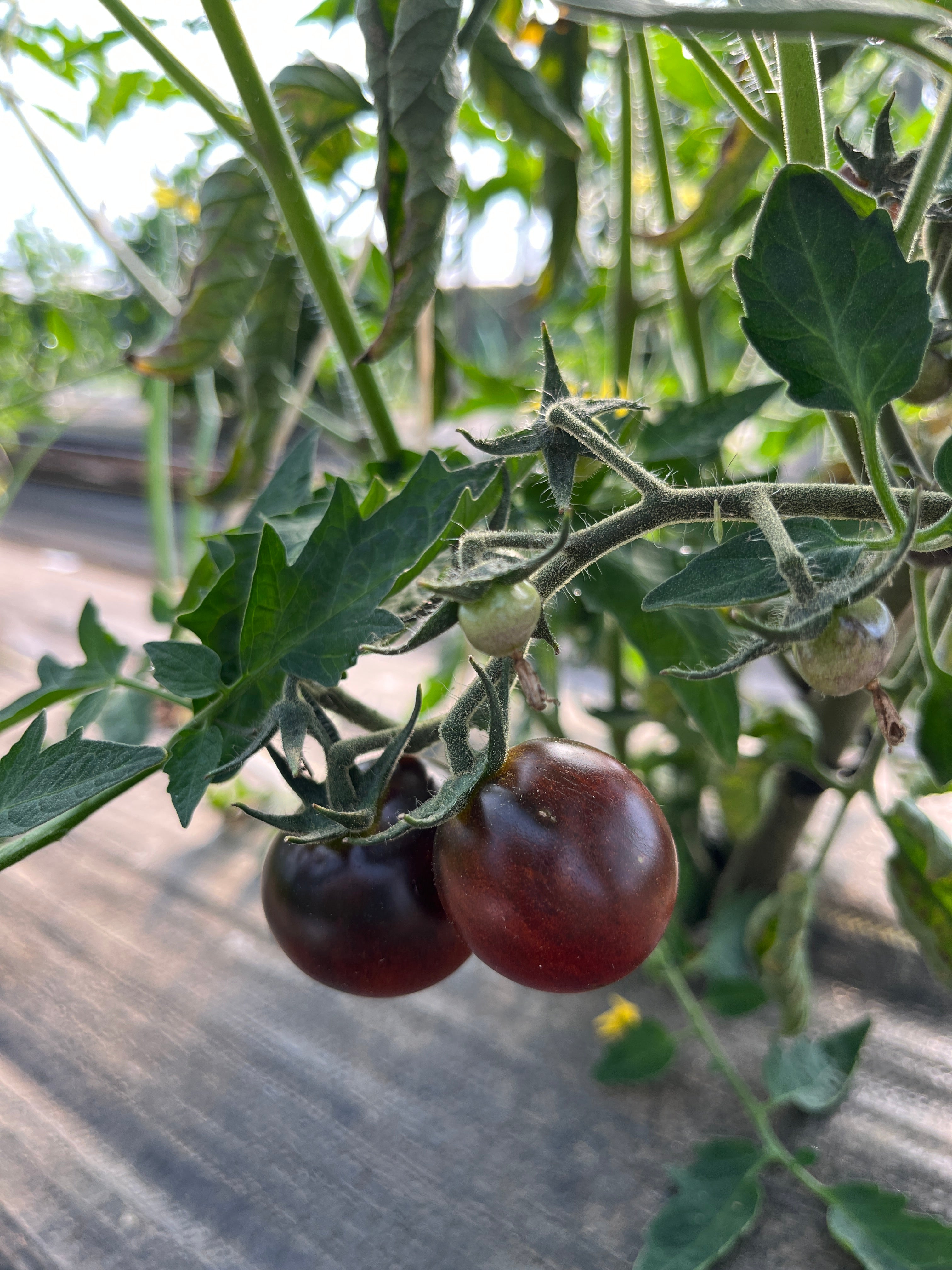 Dances With Smurfs, Tomato