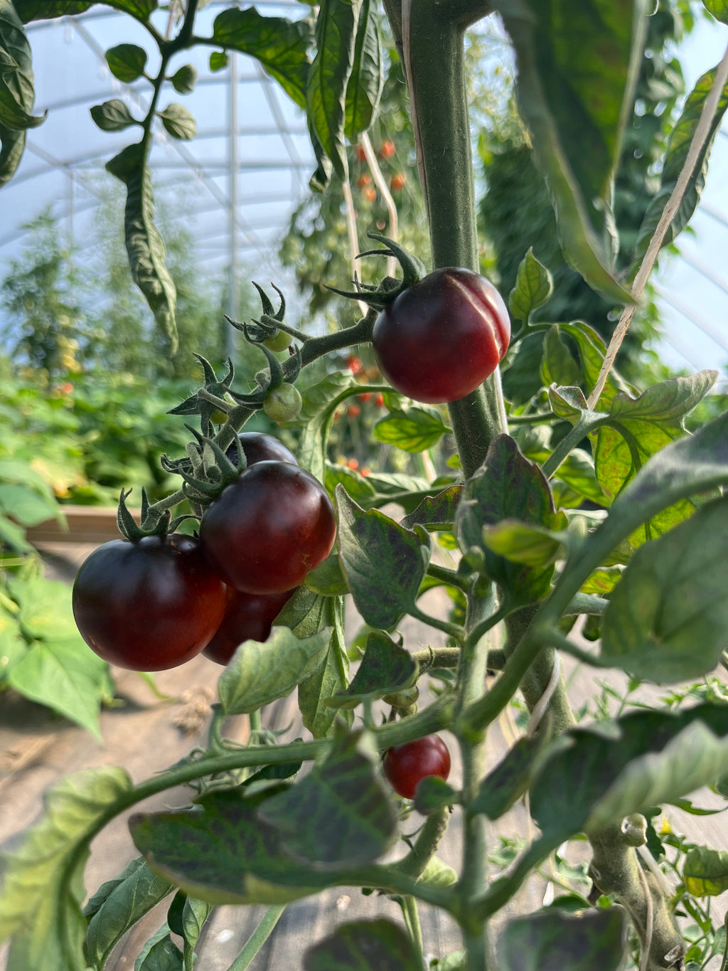 Dances With Smurfs, Tomato