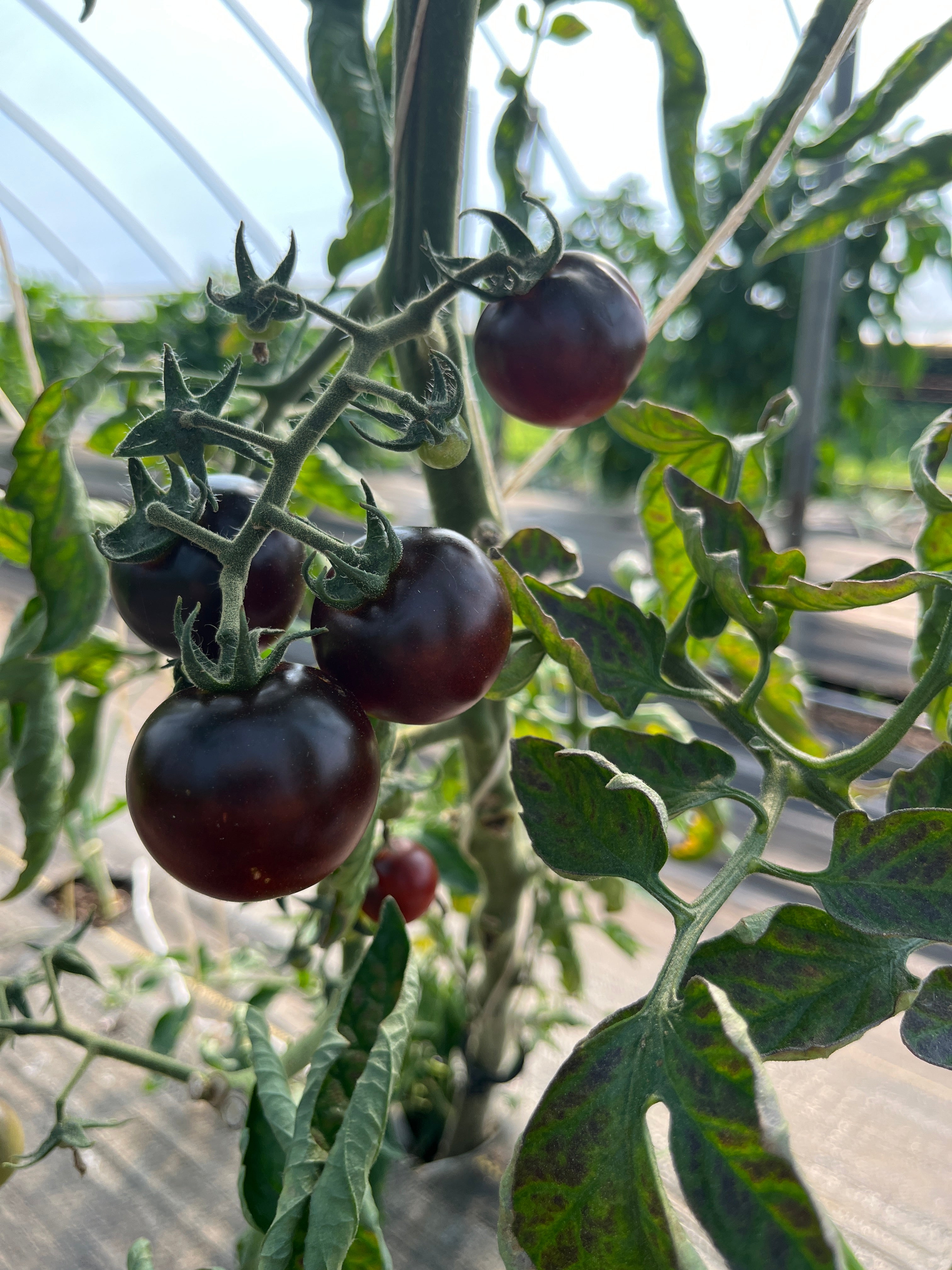 Dances With Smurfs, Tomato