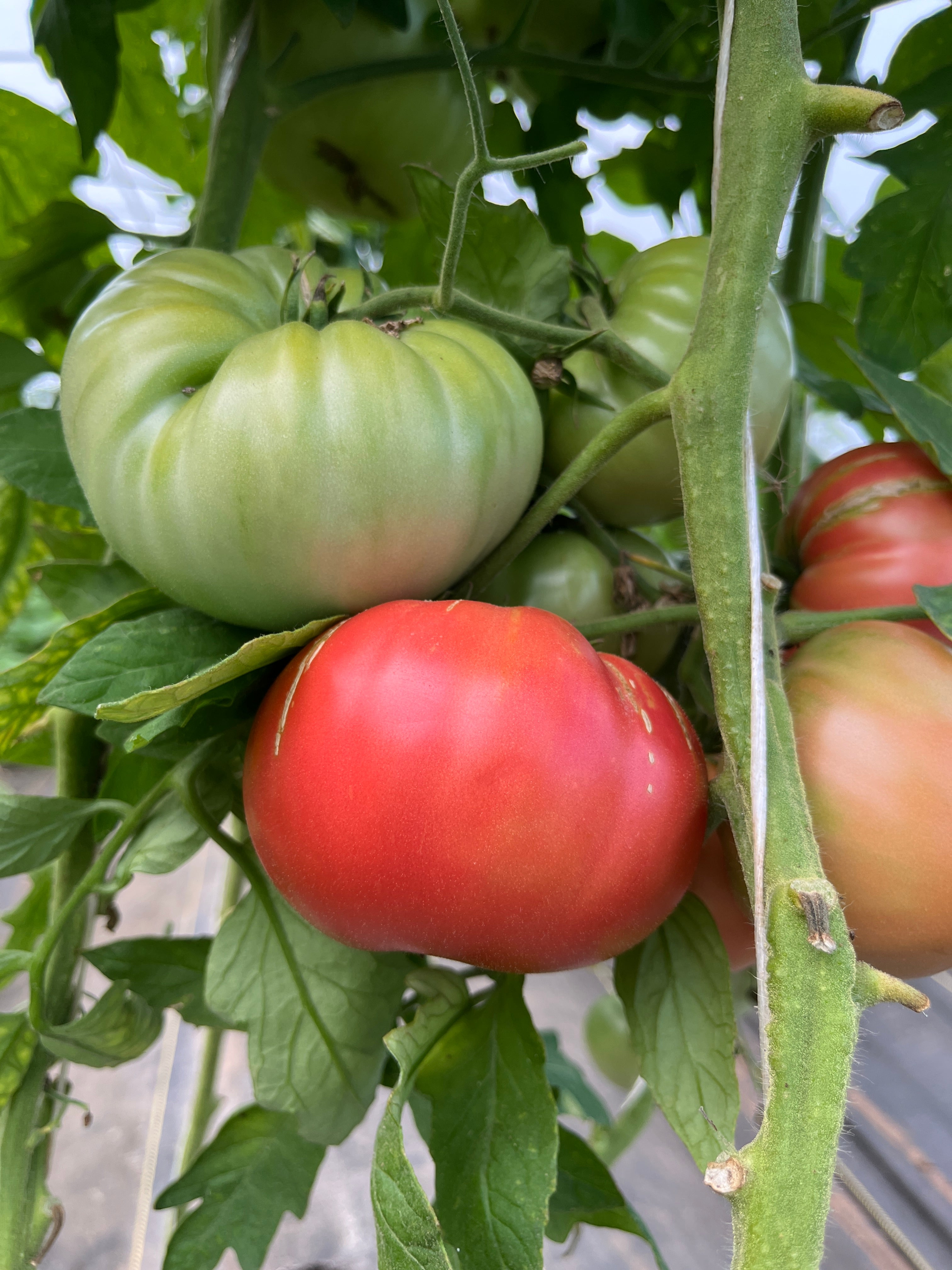 Dora, Tomato – Life Root Farm