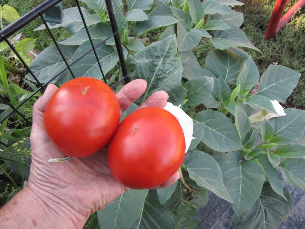 Early Rouge, Tomato