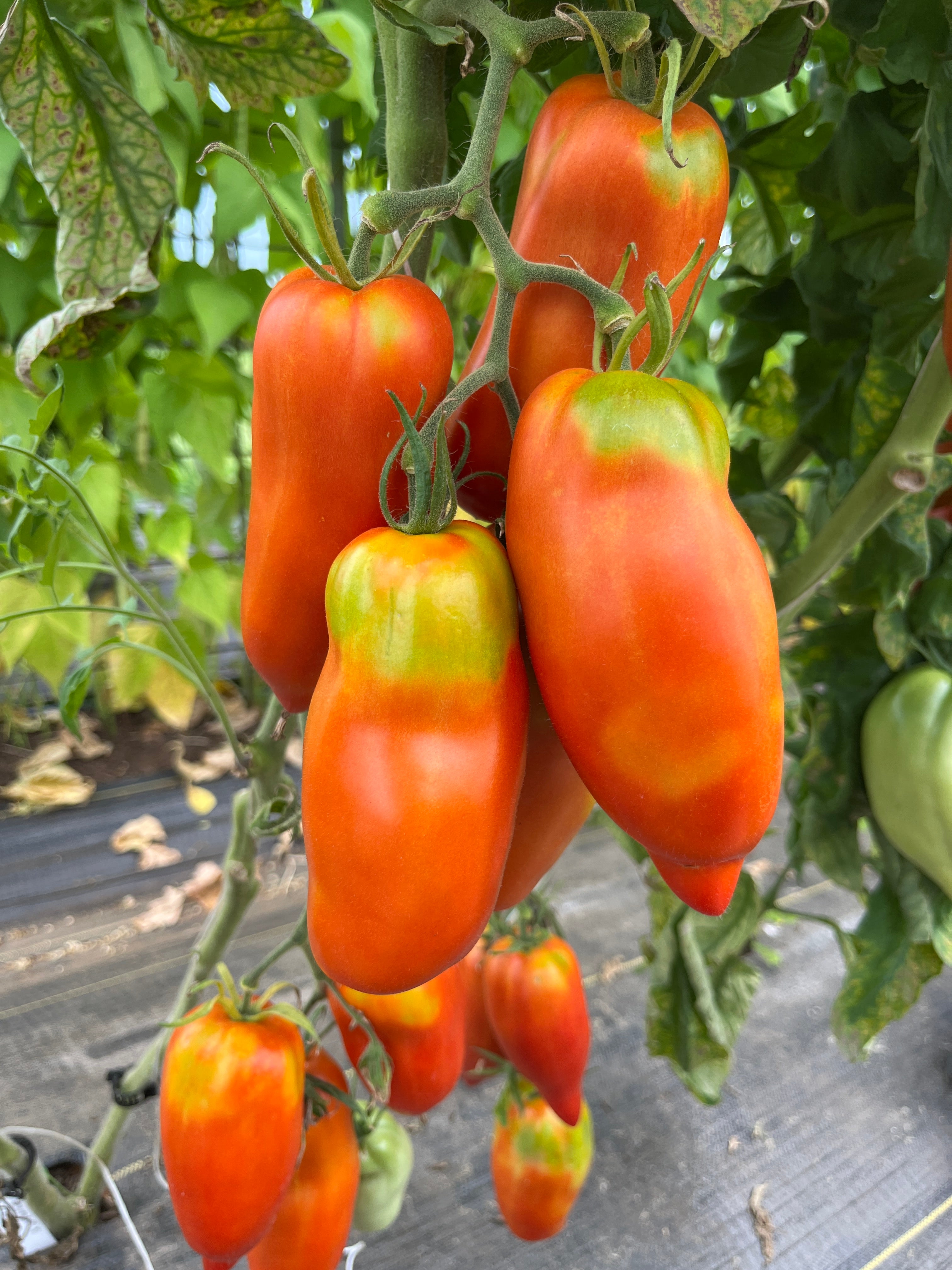 Ernie's Nose, Tomato