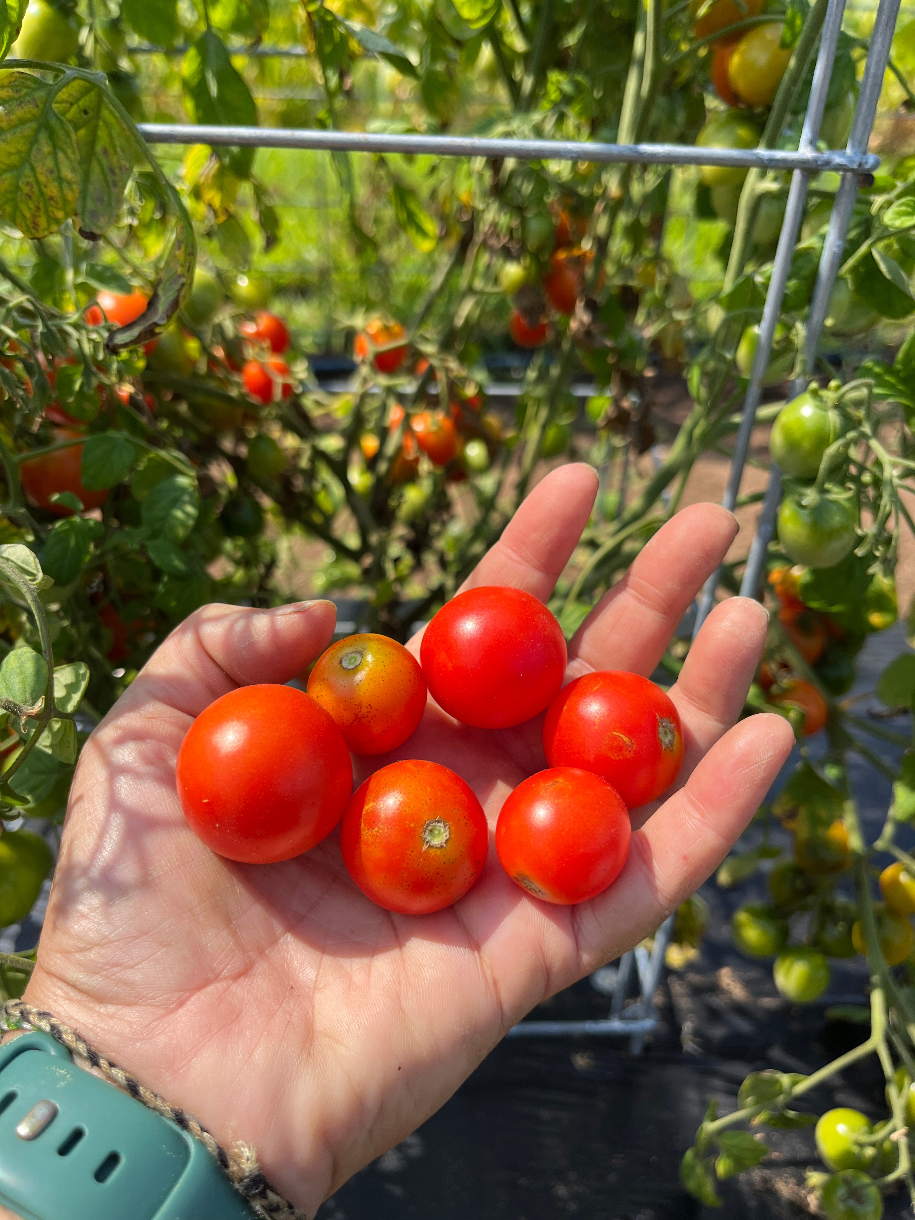 Farthest North, Tomato