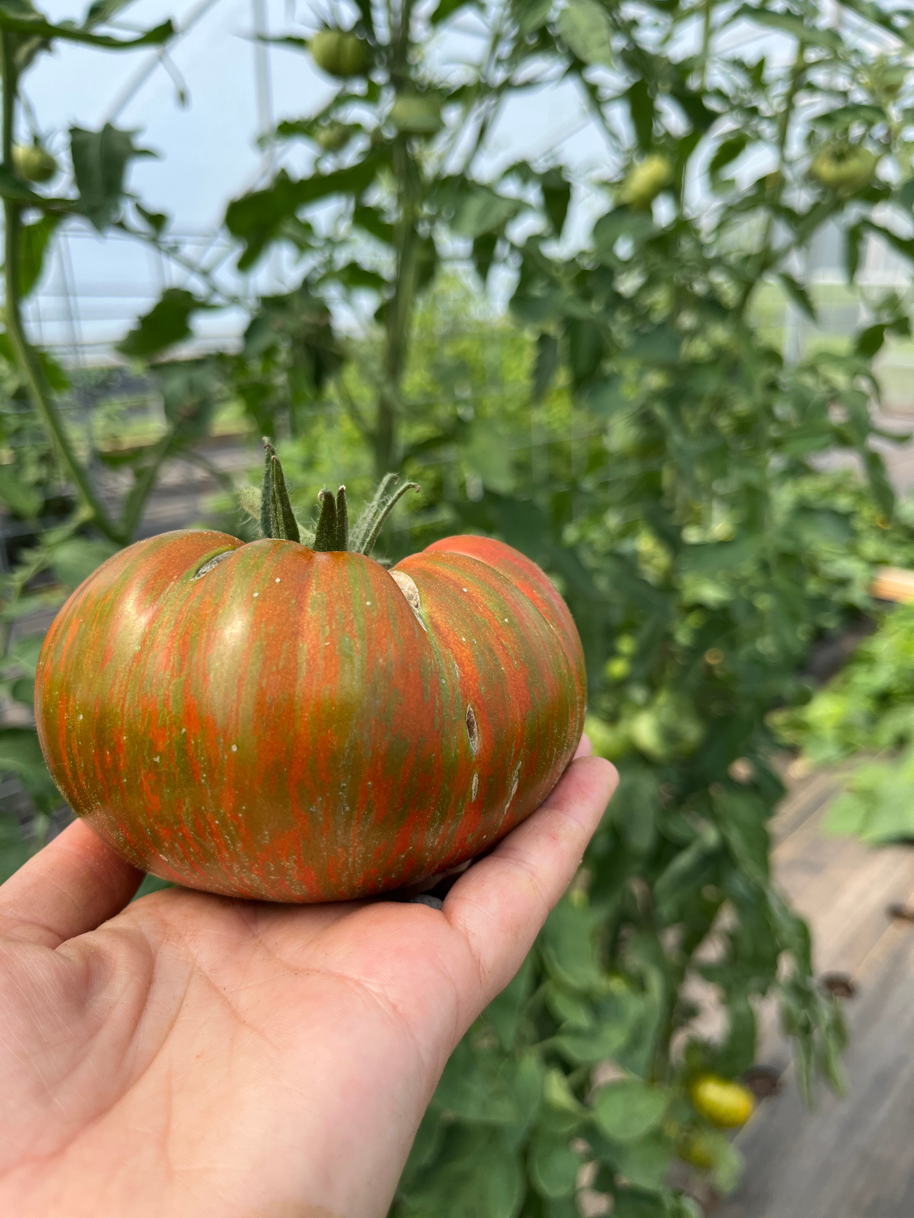 Girly Girl's Weird Thing, Tomato