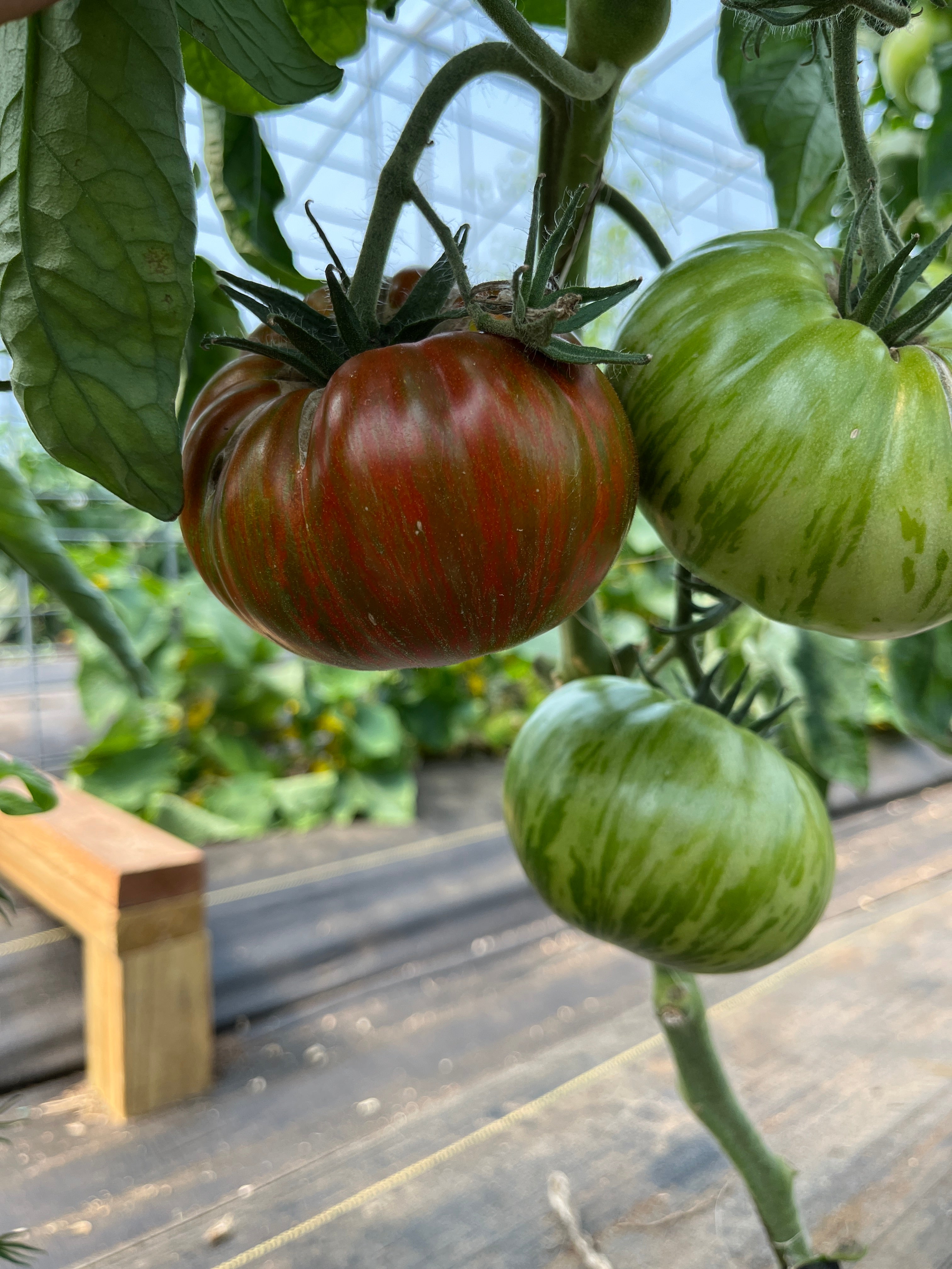 Girly Girl's Weird Thing, Tomato