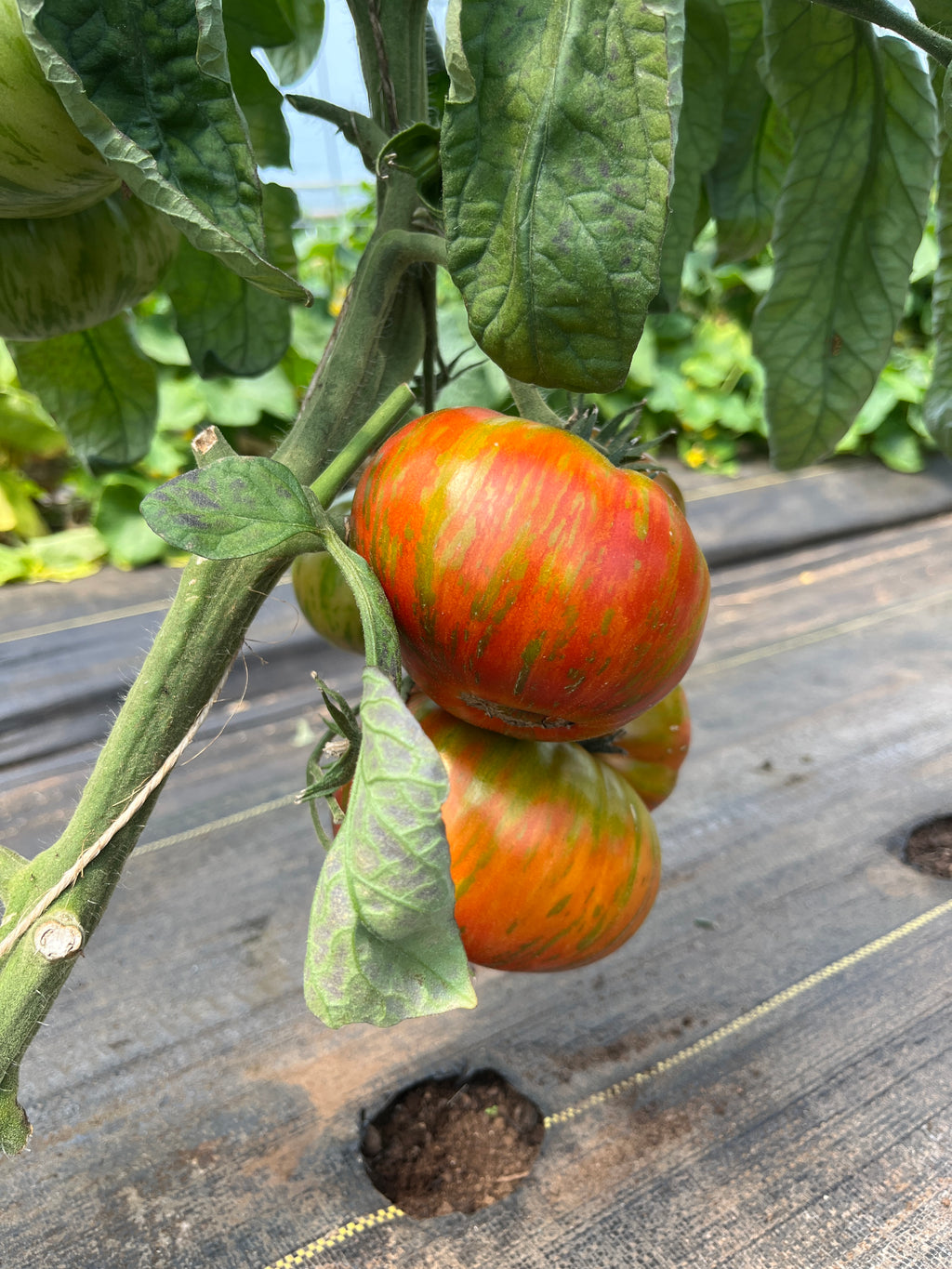 Girly Girl's Weird Thing, Tomato