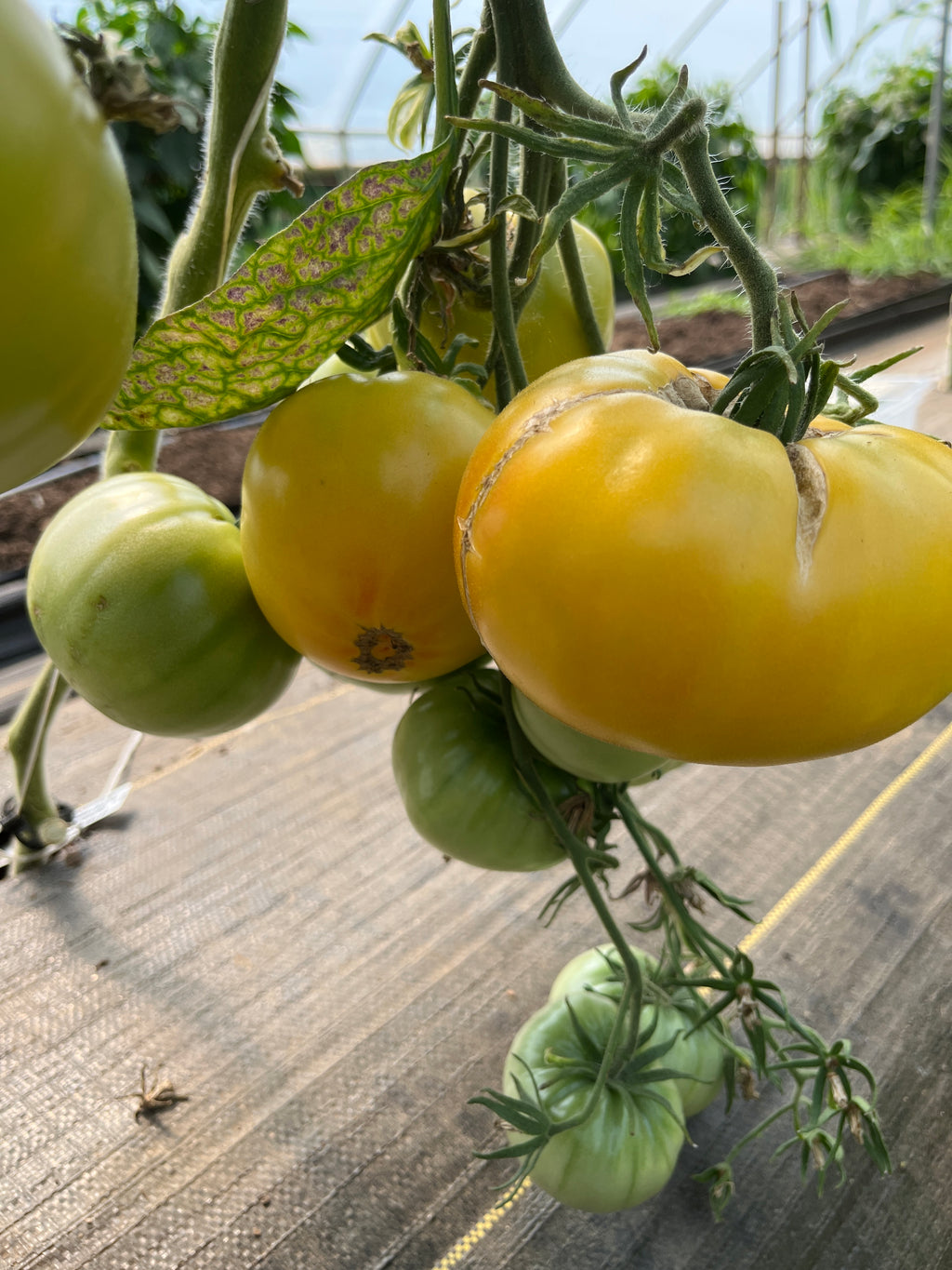 Lillian's Yellow Heirloom, Tomato