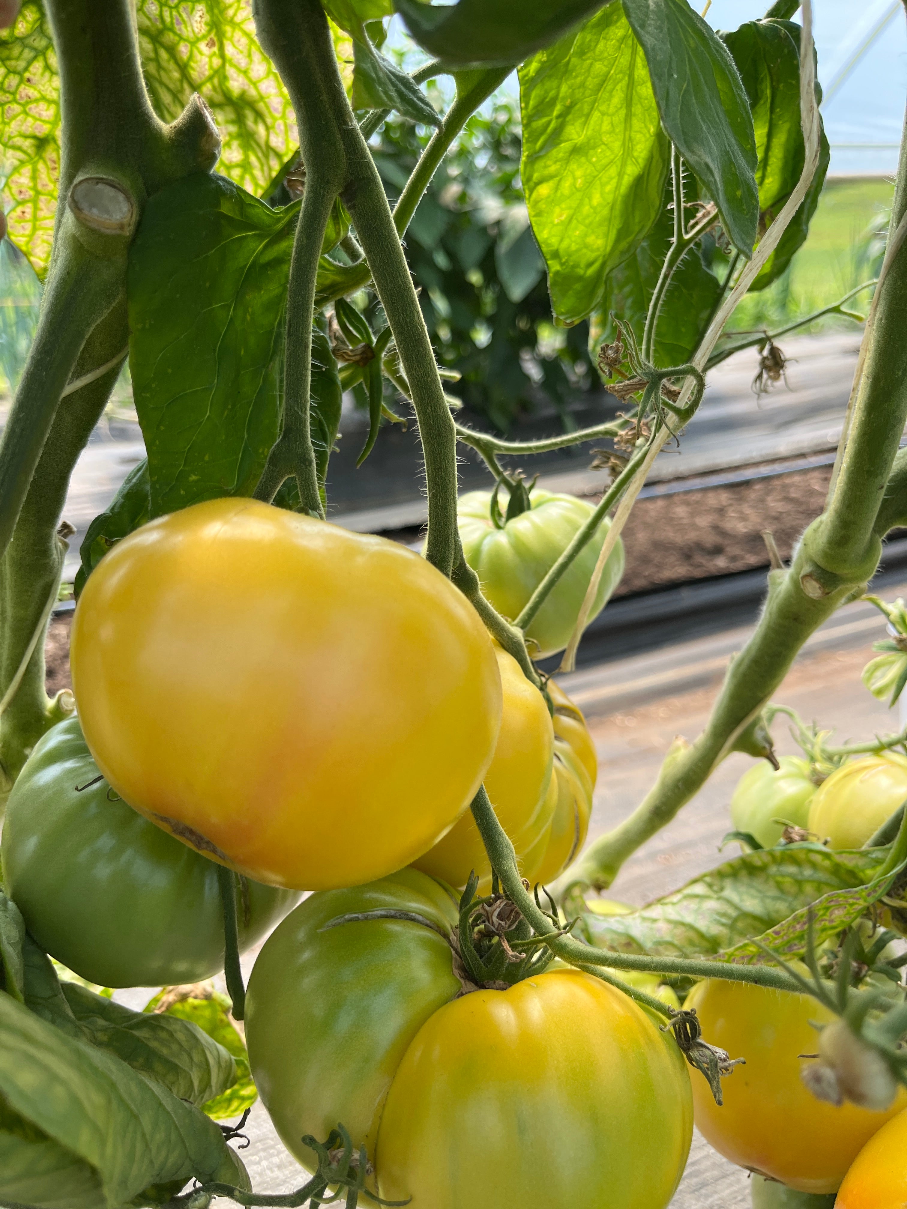 Lillian's Yellow Heirloom, Tomato