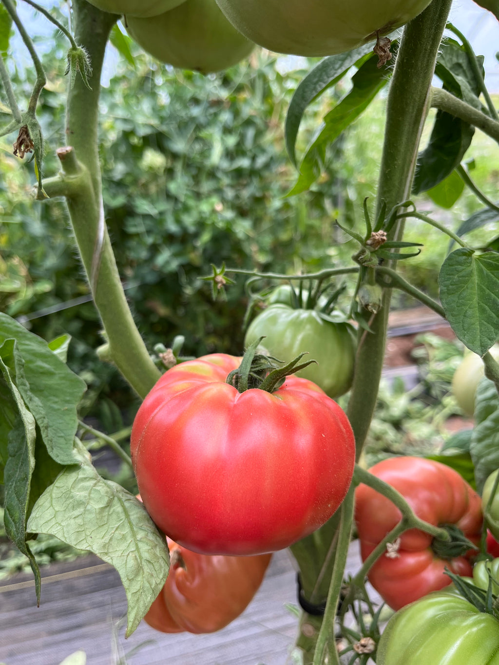 Lynn of Jones County, Tomato