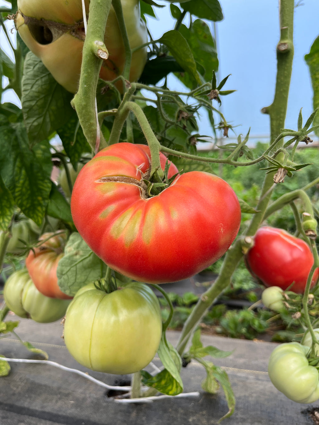 Lynn of Jones County, Tomato