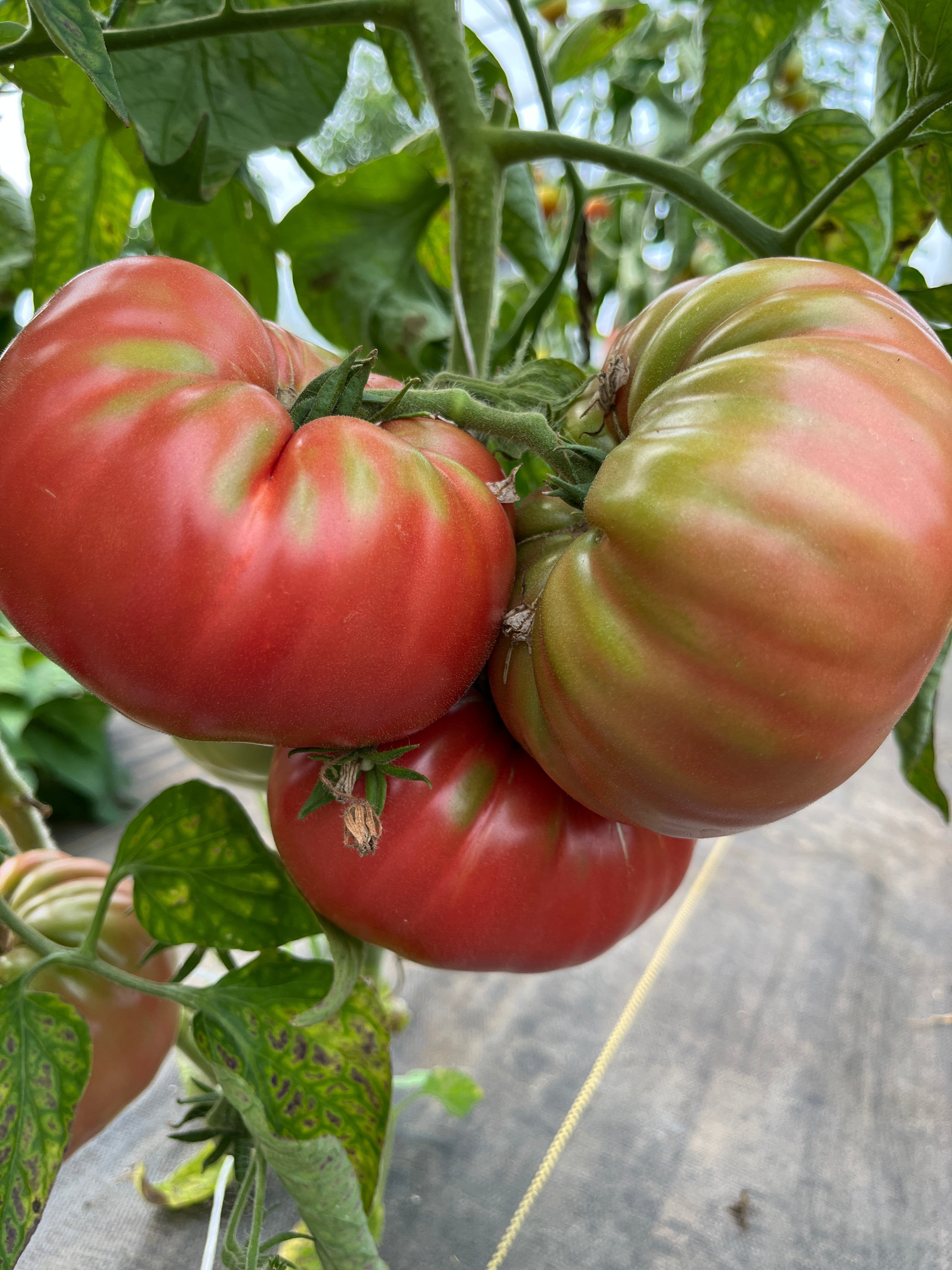 Lynn of Jones County, Tomato