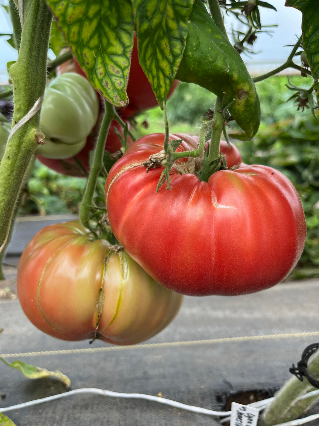 Lynn of Jones County, Tomato